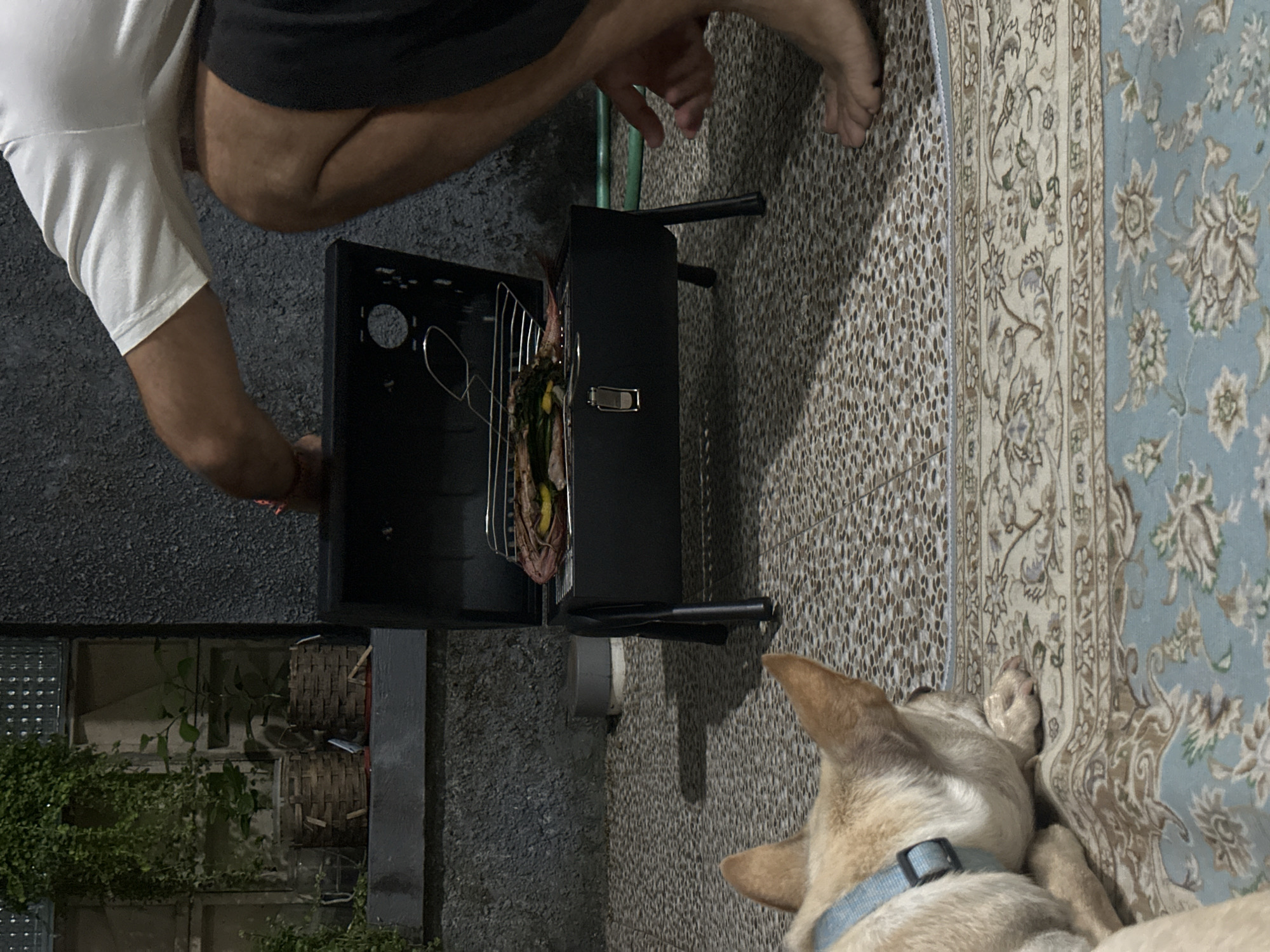 In a Kuta Selatan, Indonesia, outdoor setting, a person is preparing food on a portable grill. The grill, which is black, contains meat and vegetables. The person is wearing a white t-shirt and dark shorts. In the foreground, a light-colored dog with a blue collar lies on a patterned rug. The background shows a textured wall, some potted plants, and a window with glass panes. The ground is covered in small, brown and tan tiles, with a patterned rug in the foreground. The scene appears to be taking place at dusk or in low light conditions.