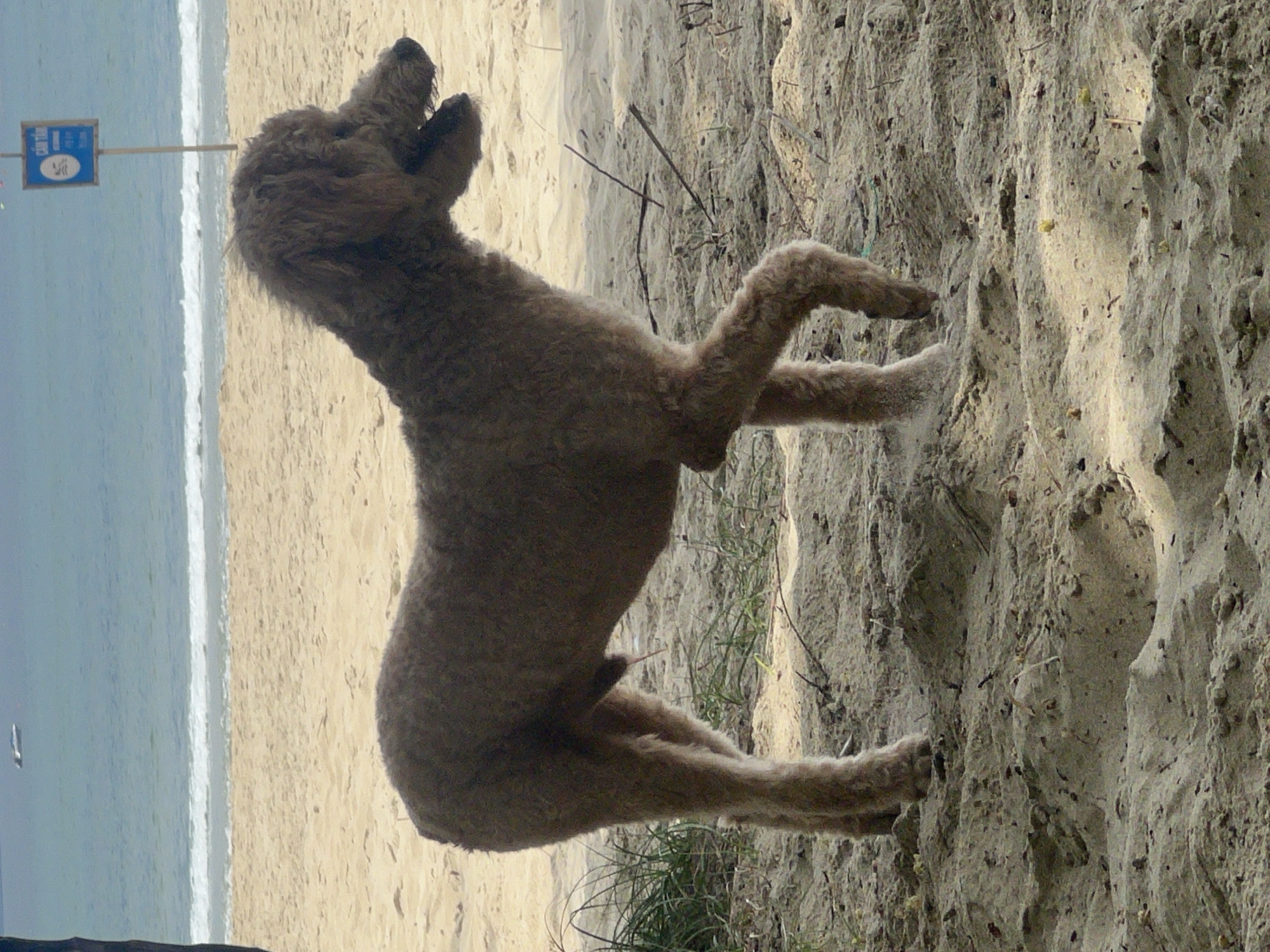 A brown, curly-haired dog stands on a sandy beach. The dog is facing to the right, with its mouth slightly open. In the background, there is the ocean with waves and a boat in the distance. A blue sign with white text and a circle icon is visible on a pole near the water. The beach is light brown sand with some scattered dry vegetation and sticks. The scene appears to be from a beach in Da Nang, Vietnam.