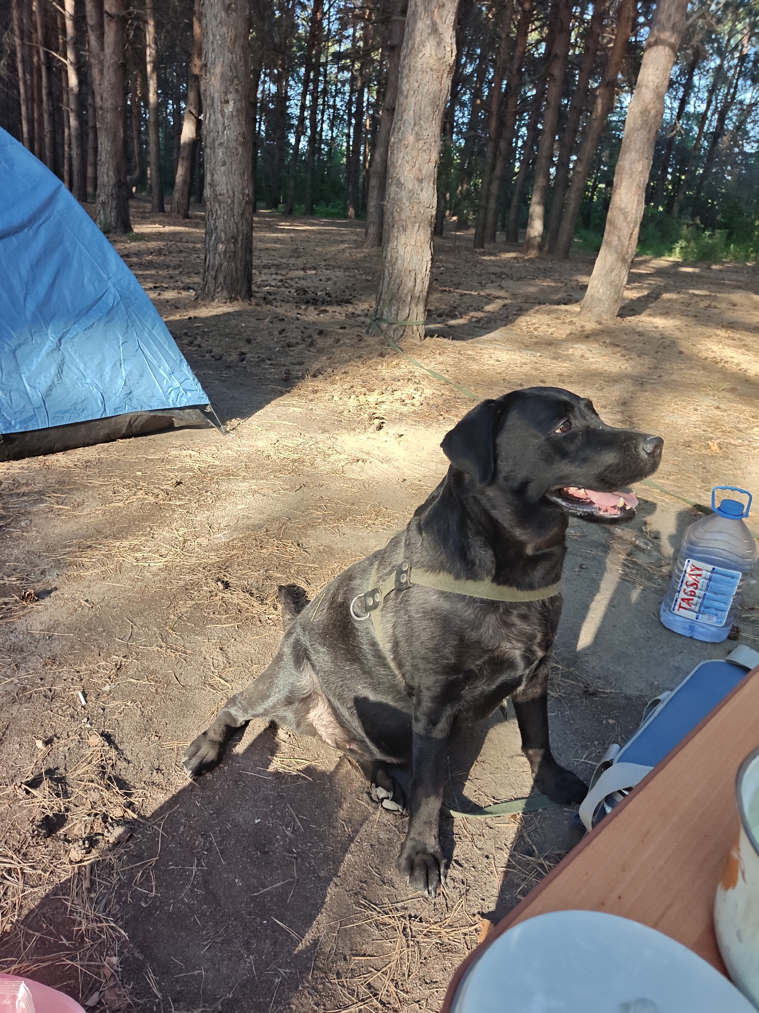 A black Labrador retriever is sitting on the ground next to a blue tent in a pine forest. The dog is wearing a harness and is looking to the right with its mouth open and tongue out. To the right of the dog is a large plastic bottle of water with a blue handle and a label that reads "TAG6AY". A brown wooden table is in the foreground, with a white mug on it. The ground is covered with pine needles and dirt. The trees in the background are tall and thin, with sunlight filtering through the branches. The scene appears to be a campsite in a forest. The location is specified as Корнеев ауылдық округі, Kazakhstan.