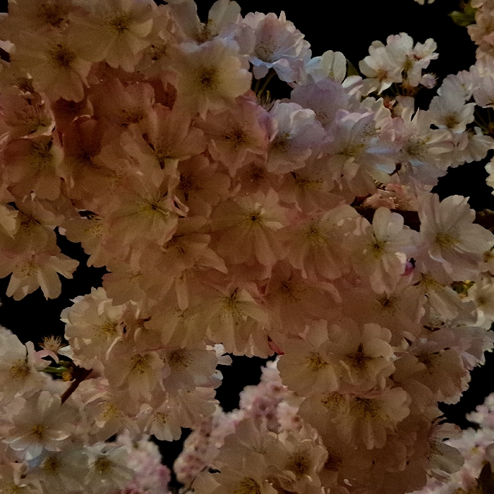 The image displays a dense cluster of light pink and white cherry blossoms against a dark, featureless background. Individual flowers exhibit multiple, overlapping petals and visible yellow-brown central stamens. The blossoms are illuminated by an external light source, imparting a warm, golden-pink hue to various sections. The dark background suggests a nocturnal setting. No other subjects, objects, actions, or interactions are discernible within the frame. The location of this scene is the city of Strasbourg, France.