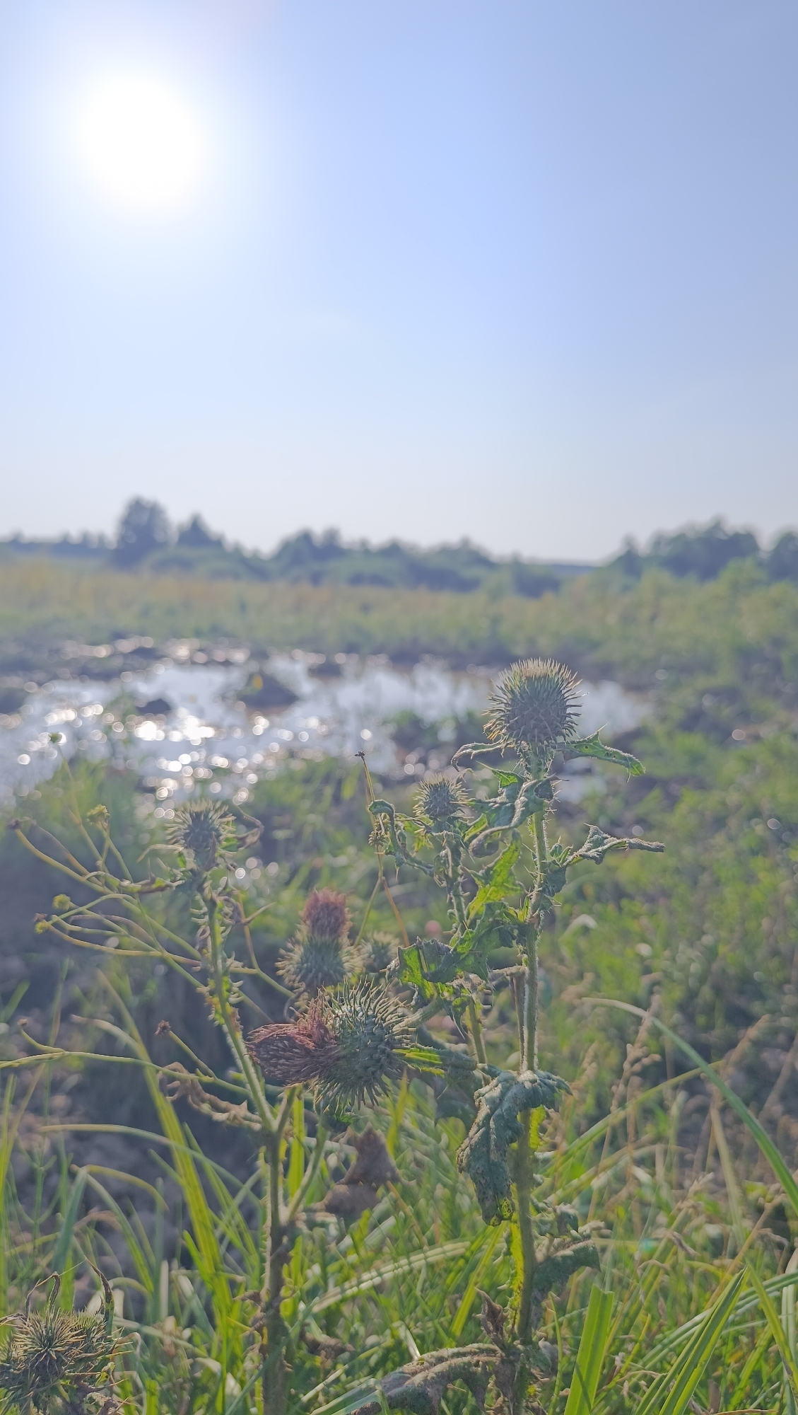 The image captures a close-up view of a thistle plant with spiky seed heads, set against a blurred backdrop of a marshy area with shimmering water under a bright sun. The environment appears natural and overgrown, with tall grasses and other vegetation surrounding the thistle. The sky is a pale blue, with the sun appearing as a bright, diffused orb. The scene is likely located in an outdoor, natural setting, possibly a field or meadow, with the water suggesting a wet or marshy area. The image does not depict any people or human activity.