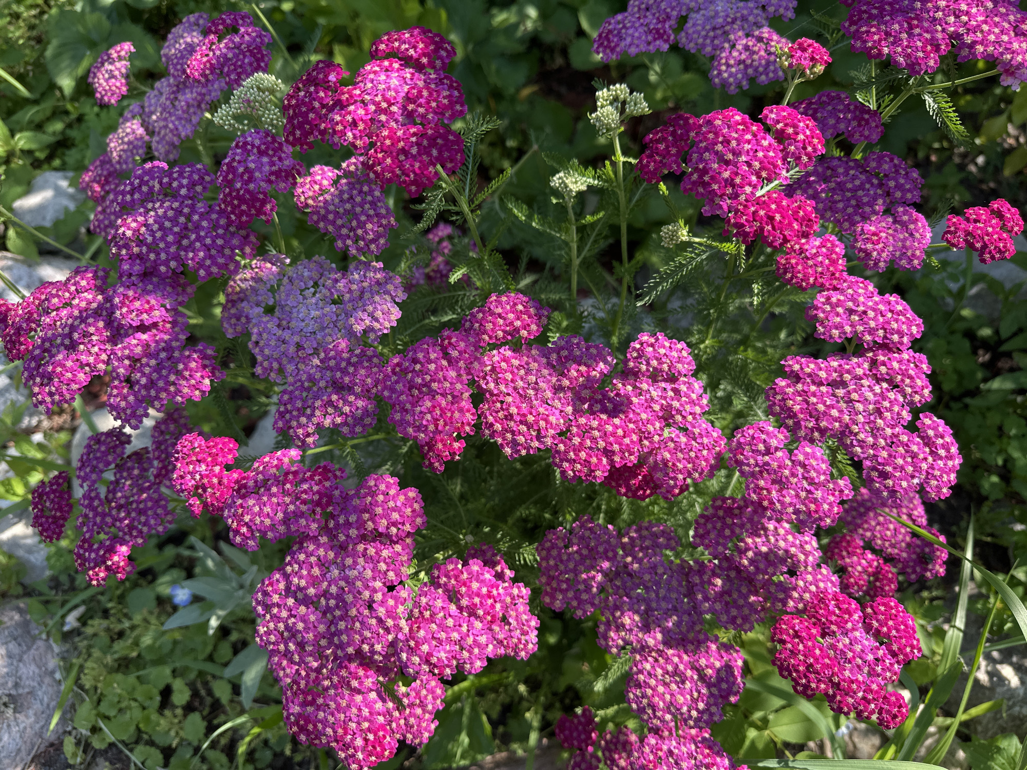A cluster of pink and purple yarrow flowers bloom in a garden. The yarrow flowers are small and clustered together in flat-topped heads, with some appearing more pink and others more purple. The foliage of the yarrow plants is feathery and green. The flowers are in focus, with a blurred background of green leaves and a hint of a gray rock on the left side of the frame. The lighting suggests it is daytime, likely sunny, as there are highlights on the flowers and shadows cast by the blooms and foliage. The overall impression is one of vibrant natural beauty in a garden setting. The location is identified as McMasterville, Canada. There is no text visible in the image.