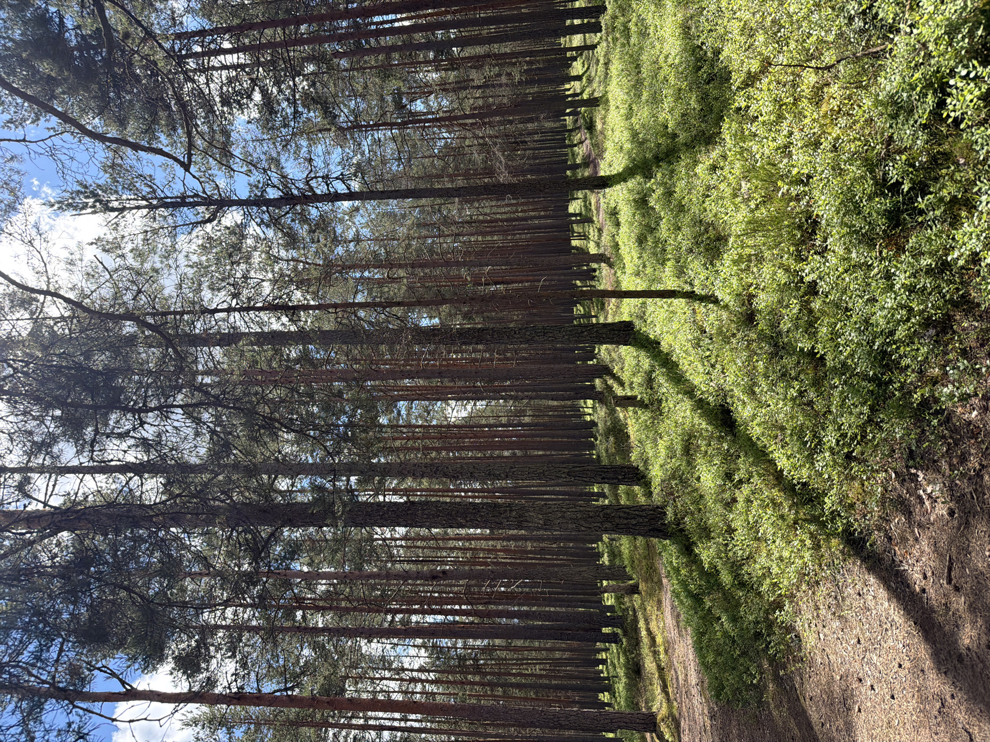 The image shows a sun-dappled forest floor covered in low-lying green bushes, likely blueberry bushes, and scattered pine needles. Tall, slender pine trees with rough bark dominate the background, their branches creating a canopy through which sunlight filters down, casting long shadows on the ground. The sky above is a bright blue with a few wispy white clouds. The path on the left side of the image is made of packed dirt and pine needles, indicating a natural, unpaved trail. The scene appears to be a tranquil forest landscape, possibly located in or near Solov'evo, Russia, given the prevalence of pine forests in the region. There are no people or animals visible in the image.