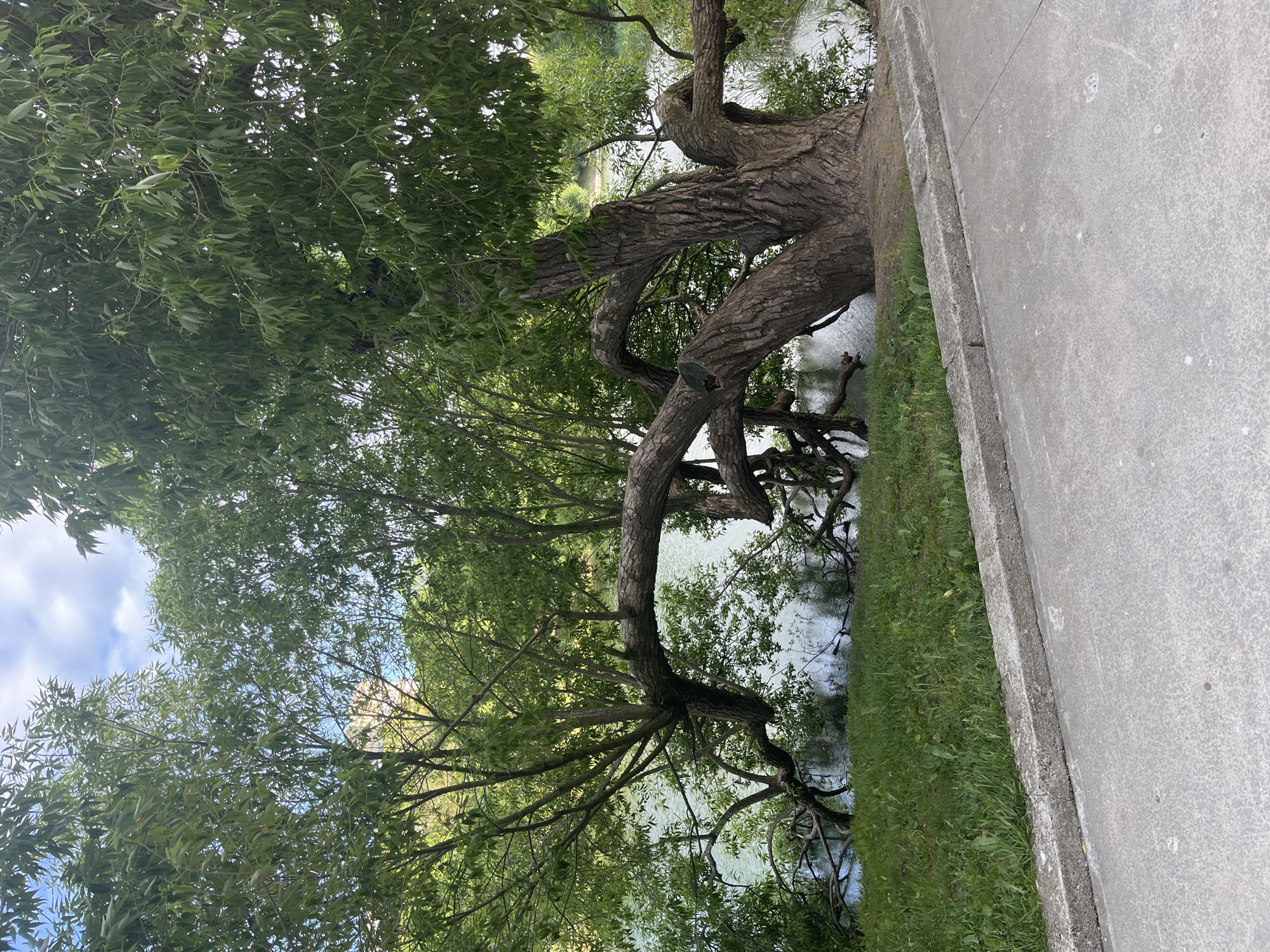 The image captures a large, gnarled willow tree with thick, twisted branches extending low over the water of a tranquil lake or river. The tree's bark is rough and deeply furrowed, indicating age. Lush green grass carpets the bank leading up to the tree, and a concrete sidewalk with a curb runs along the foreground. In the background, more trees and foliage create a dense, natural backdrop, with a glimpse of a light-colored building and a cloudy blue sky peeking through the leaves. The scene suggests a peaceful park setting, possibly in the city of Kaliningrad, Russia, where such natural beauty can be found along its waterways. There are no people visible in the image.
