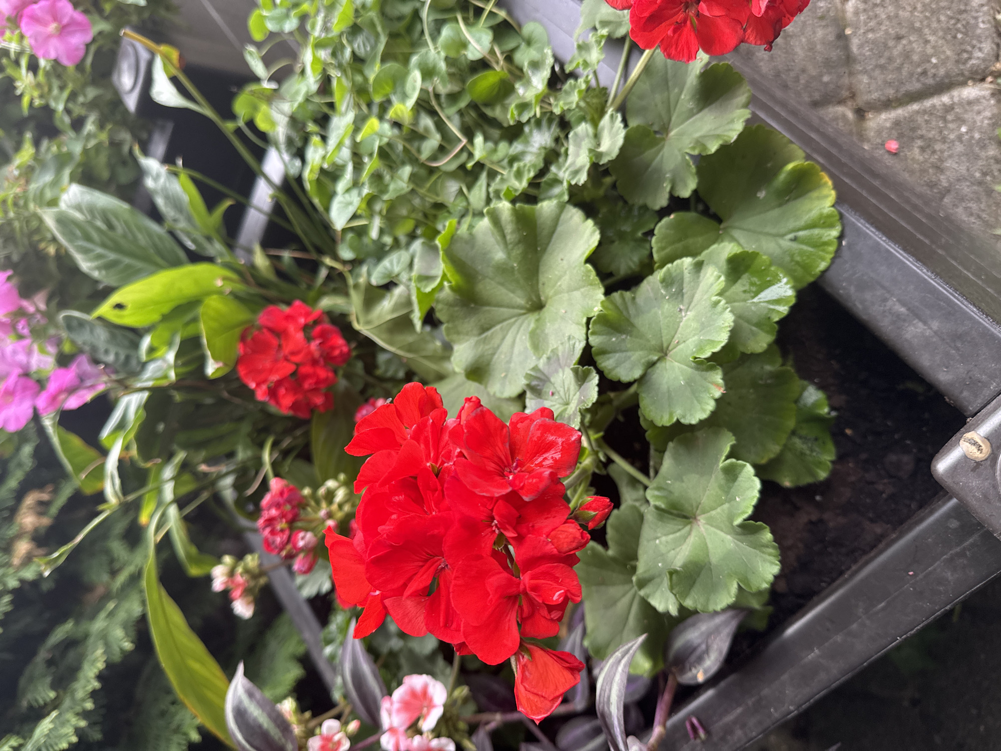 A high-angle, close-up shot displays a planter box filled with a variety of flowering plants and foliage. The primary focus is on a cluster of vibrant red geraniums, their petals slightly dewy, nestled among lush green leaves. To the left, smaller pink and purple flowers, possibly petunias, add a softer touch of color. The background reveals more greenery, including small, rounded leaves of a trailing plant and the broader, lobed leaves of the geraniums. The planter itself is a dark, rectangular container, with its edge and a textured surface, likely paving stones, visible to the right. The overall scene suggests an outdoor setting, possibly a balcony, patio, or garden, given the presence of the planter and paving. The lighting and dew on the petals hint at a recent watering or morning dew, suggesting the time of day could be early morning or after a rain shower. There are no people or explicit text visible in the image.