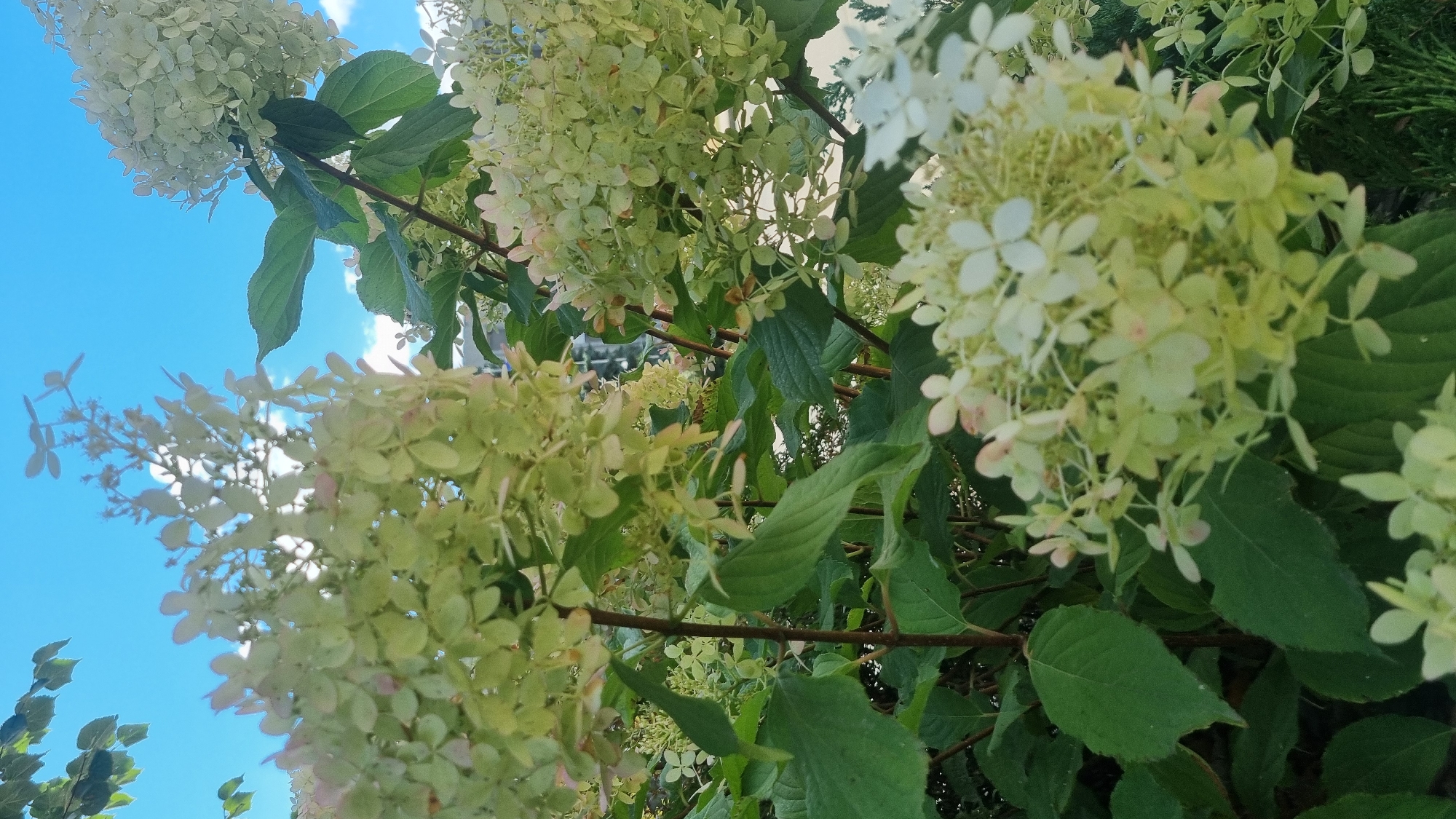 The image is a close-up, low-angle shot of a blooming hydrangea bush with large, creamy white flower clusters set against a bright blue sky with wispy white clouds. The flowers are in various stages of bloom, with some fully open and others still developing. The leaves of the hydrangea are a deep green, providing a lush backdrop for the delicate blossoms. The overall impression is one of natural beauty and vibrant growth. There are no people or animals visible in the image, nor are there any indications of specific urban features that would allow for precise location identification within the city of Smila, Ukraine. The scene is purely botanical.