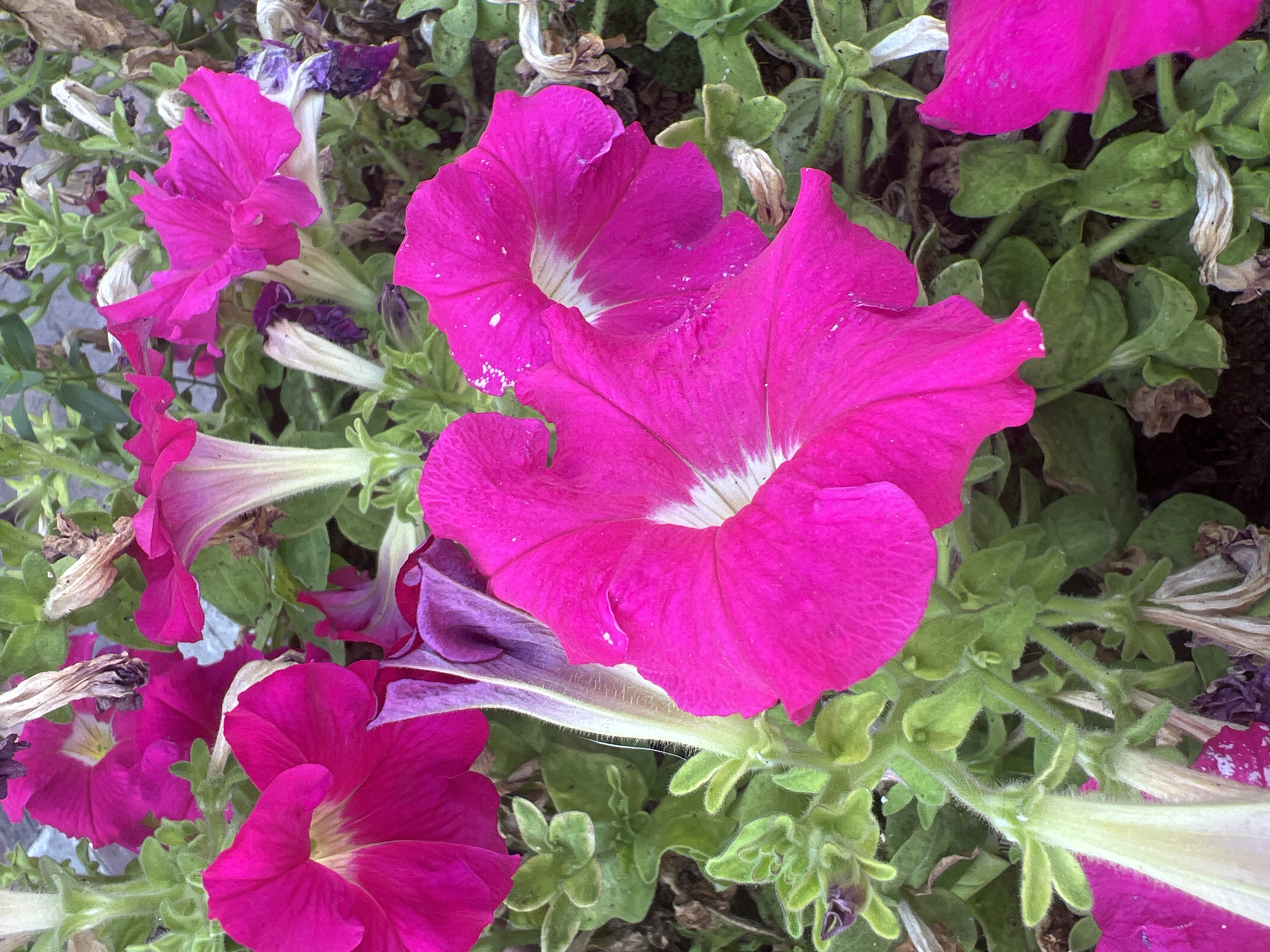 The image is a close-up, high-angle photograph of bright pink petunias in bloom. The flowers are in various stages of opening, with some fully unfurled and others still partially closed. The petals are a vibrant fuchsia color with white centers. The surrounding foliage is a lush green, with some dried leaves and spent blooms scattered throughout. The image appears to have been taken outdoors, possibly in a garden or park setting. There are no people or animals visible in the photograph. The lighting suggests it is daytime, and the shadows are soft, indicating diffused light, possibly from an overcast sky or shade. The overall impression is one of natural beauty and abundance, with the vibrant colors of the flowers drawing the viewer's attention. The specific location in Netanya, Israel is not discernible from the image itself, as it depicts a generic floral scene.