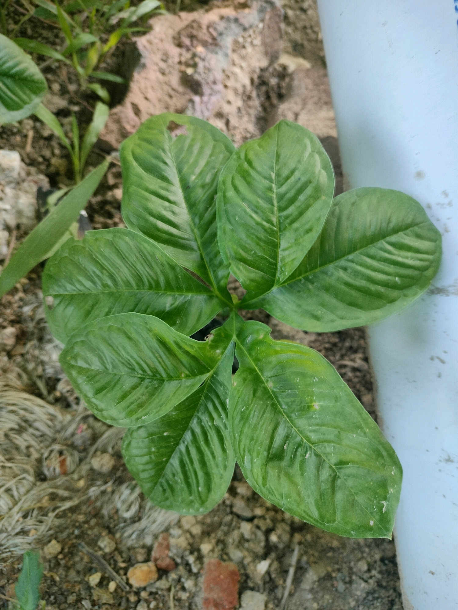 A close-up, top-down view shows a healthy, leafy green plant with large, heart-shaped leaves. The plant is situated outdoors, on rocky, dry soil with some scattered debris. A white cylindrical object, possibly a pipe or column, is visible to the right of the plant. The lighting suggests it is daytime. The environment appears to be an urban or suburban outdoor setting in Aurangabad, India. There are no people or animals visible in the image.