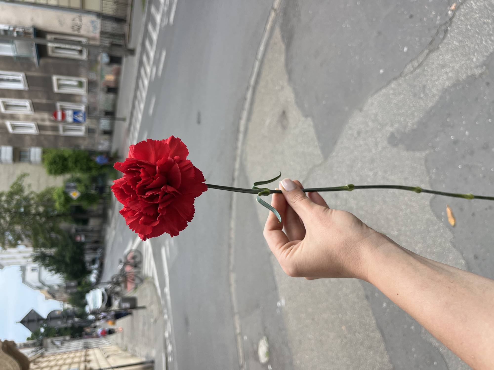 A close-up, vertically oriented shot shows a hand holding a single, vibrant red carnation. The flower's ruffled petals are the main focus, with its long green stem extending towards the right edge of the frame. The hand, with lightly painted fingernails, gently grasps the stem, suggesting a deliberate action.
The background is blurred, indicating a shallow depth of field. It depicts a street scene, likely in an urban environment, with buildings lining one side of a road. The architecture appears to be residential or commercial, with visible windows and some graffiti on the building facades. The road itself is paved and shows the characteristic markings of a street, including a curved lane divider. In the distance, trees and some parked bicycles can be faintly discerned, adding to the urban context.
The lighting suggests it is daytime, with shadows cast by the buildings and sunlight glinting off the pavement. The overall mood is somewhat contemplative, with the solitary flower and the blurred background creating a sense of focus on the act of holding the bloom. There is no visible text in the image. The location context is Krakow, Poland, but this is not evident from visual cues within the image itself.