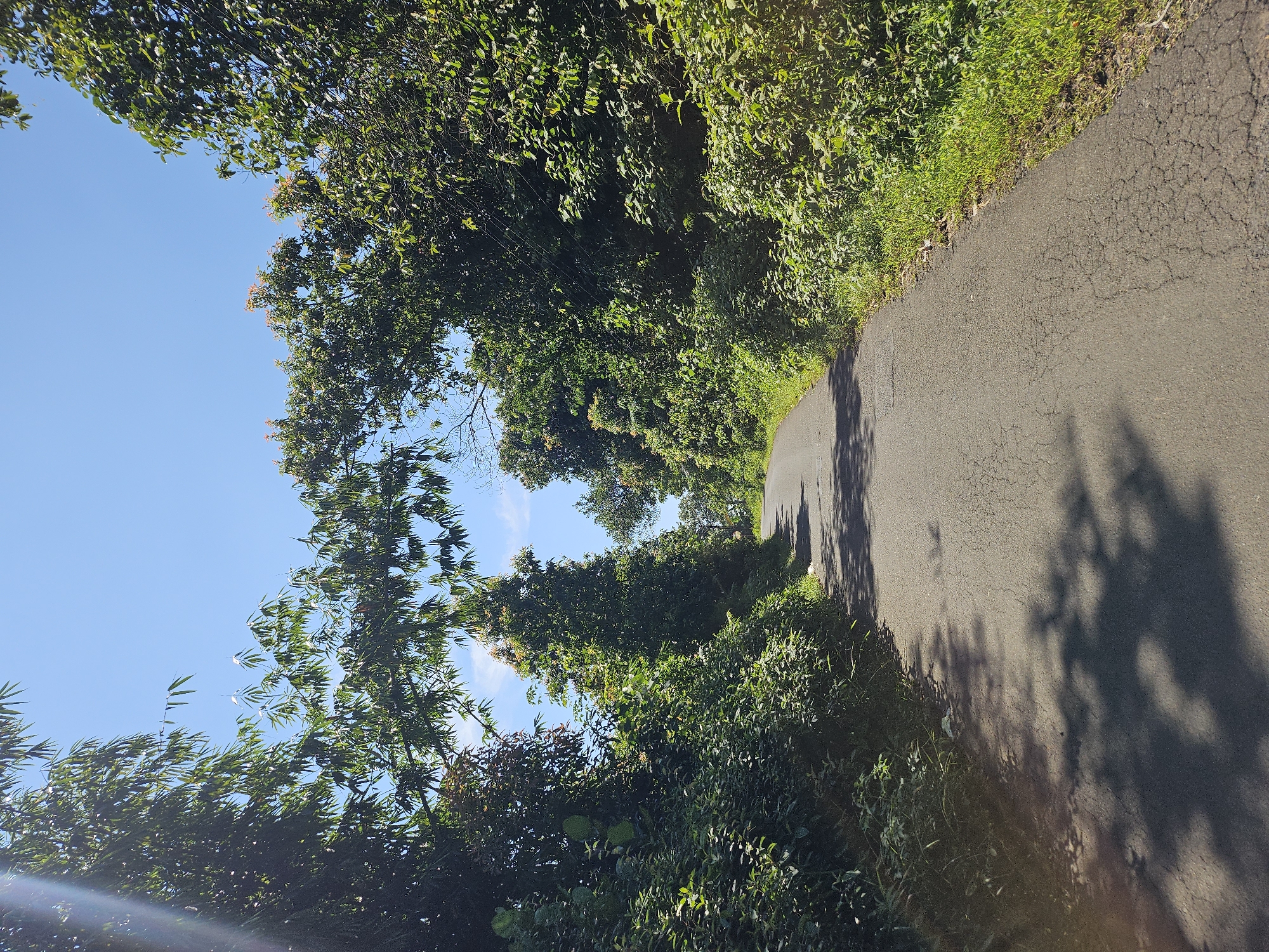 The image depicts a paved road winding through a lush, tropical environment in Jasinga, Indonesia. The road surface is cracked and shows signs of wear, with shadows cast upon it by the surrounding foliage. Dense vegetation, including trees and shrubs, lines both sides of the road, creating a canopy effect in some areas. The sky is visible through gaps in the trees, appearing bright blue with a hint of sunlight. No people or animals are visible in the frame. The overall impression is a scene of natural beauty and tranquility along a country road.