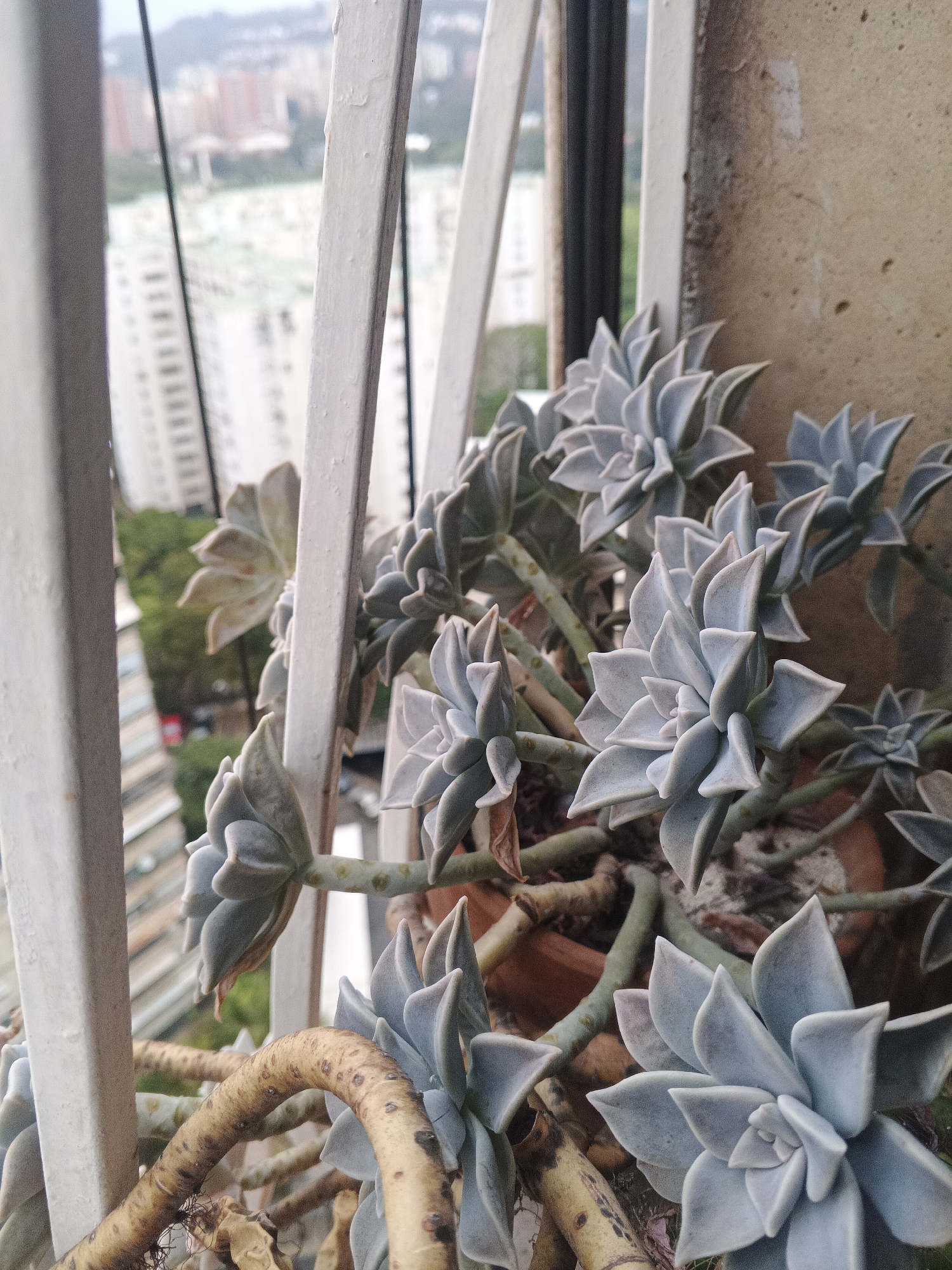 A high-angle, medium shot depicts a potted succulent plant with numerous rosette-shaped heads, positioned on a balcony with a cityscape visible in the background. The plant's leaves are a pale blue-gray color and arranged in dense clusters, with some of the stems extending beyond the pot. The pot itself is a simple terra cotta design. A white metal railing runs vertically in front of the plant, partially obscuring the view of the city. The city in the background consists of a mixture of high-rise apartment buildings and green spaces, suggesting a residential area. The image suggests the city is named Unknown, Unknown. The overall environment appears slightly overcast.