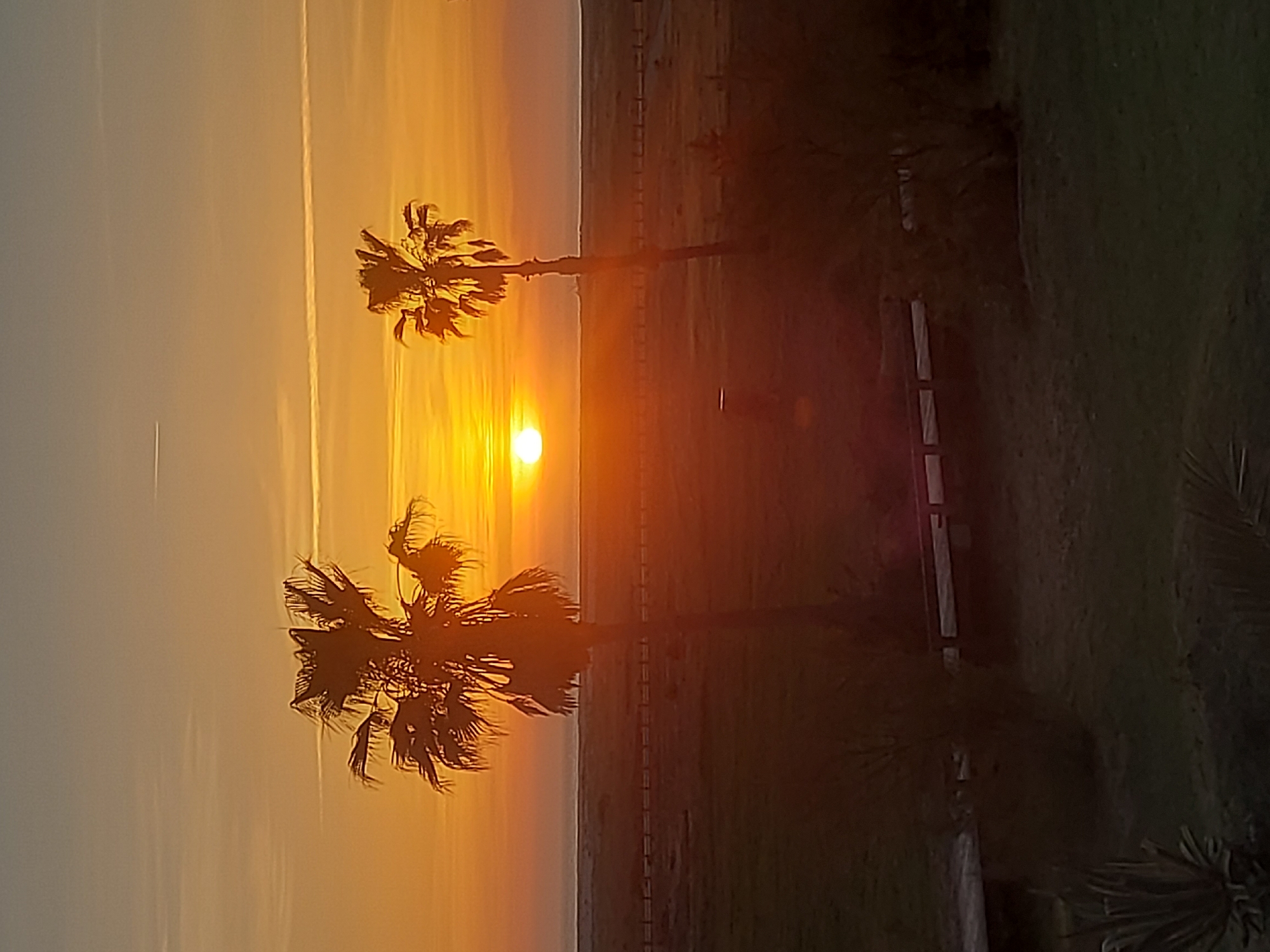 The image shows a sunset scene with two palm trees in silhouette. The sun is centered, casting a bright orange and yellow glow across the sky. The sky is clear with a few clouds. The palm trees are in the foreground, partially obscuring the view of the sunset. Behind the palm trees, there appears to be a beach or shoreline. To the right of the trees, there is a patch of green, possibly grass or vegetation, along with a fence. This is likely a scene in Figueira da Foz, Portugal, given its location near the coast and presence of palm trees.