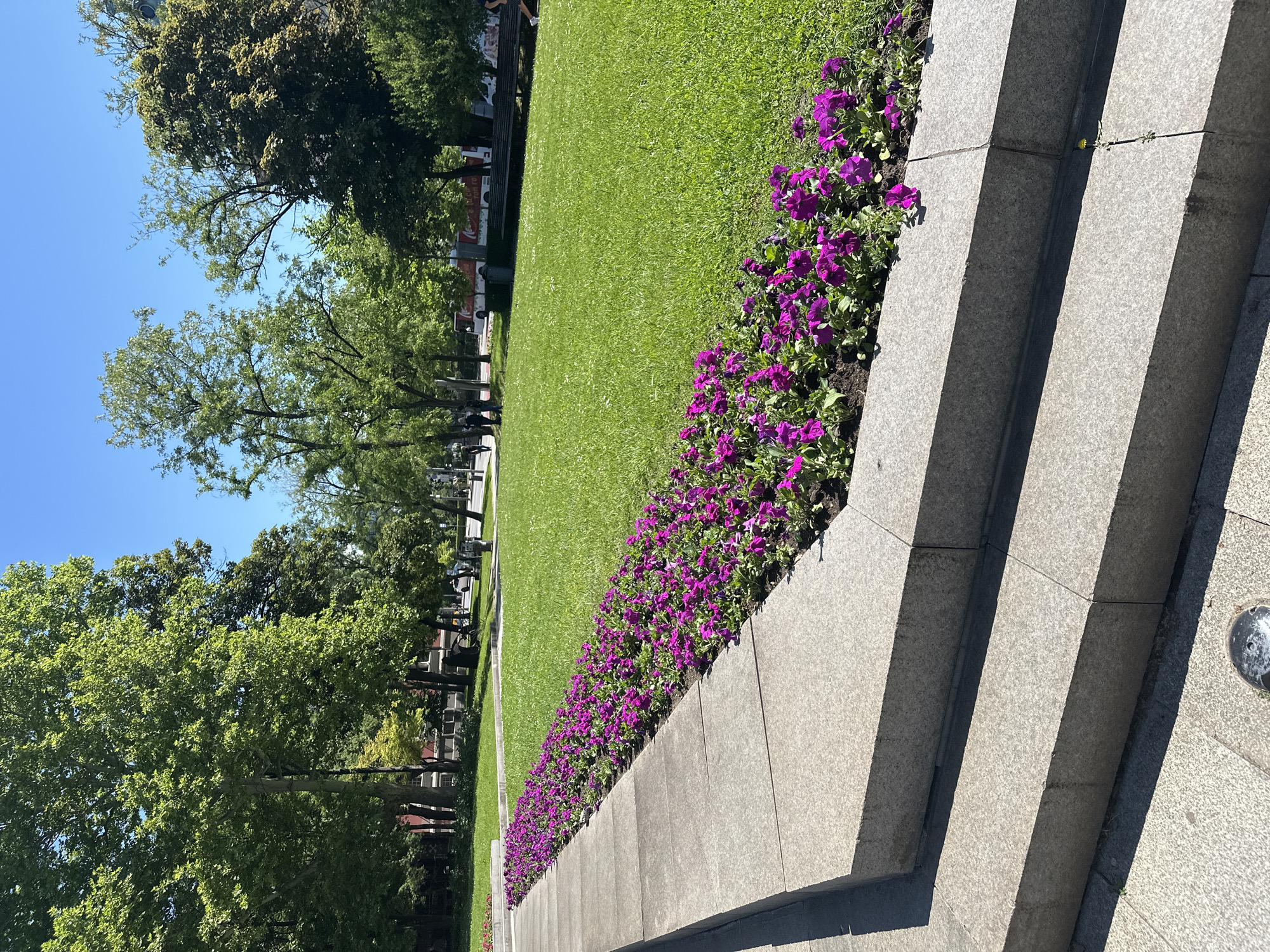 The image shows a park scene in Sofia, Bulgaria. A well-manicured lawn stretches into the distance, bordered by trees. Along the edge of the lawn, a flower bed filled with purple flowers runs parallel to a gray stone retaining wall. To the right, stone steps ascend out of the frame. The sky is blue, and the scene is well-lit. The photograph is taken at ground level.
