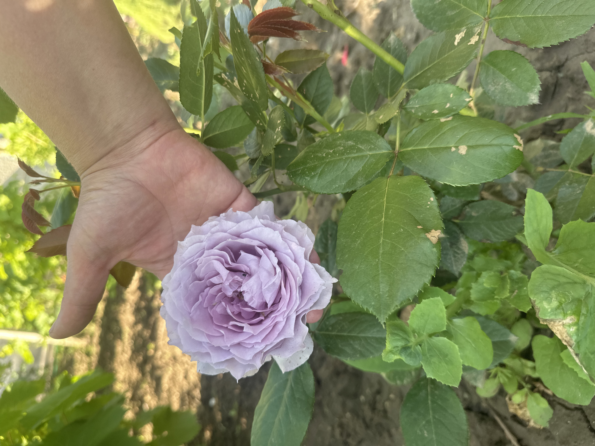 The image displays a close-up of a human hand gently holding a light purple or lavender rose flower in an outdoor garden setting, likely in Rogozen, Bulgaria. The rose, positioned prominently, features numerous delicate, ruffled petals, creating a full and intricate bloom.
The hand, with fair skin, extends from the left side of the frame, carefully cupping the base of the flower. Surrounding the rose and hand are various green leaves belonging to the rose bush and other plants. Some rose leaves are a deep green, while others, particularly newer growth, exhibit a reddish-brown hue. Several leaves show small light-colored spots or blemishes, possibly from dust or minor environmental wear.
The background reveals soft-focused green foliage and the dark soil of a garden bed. The lighting suggests a bright, sunny day, illuminating the scene with a soft glow. There is no specific activity depicted beyond the hand holding the flower, implying admiration or presentation of the bloom. No discernible text is visible within the image. The overall impression is one of natural beauty and a moment of appreciation for the flower.