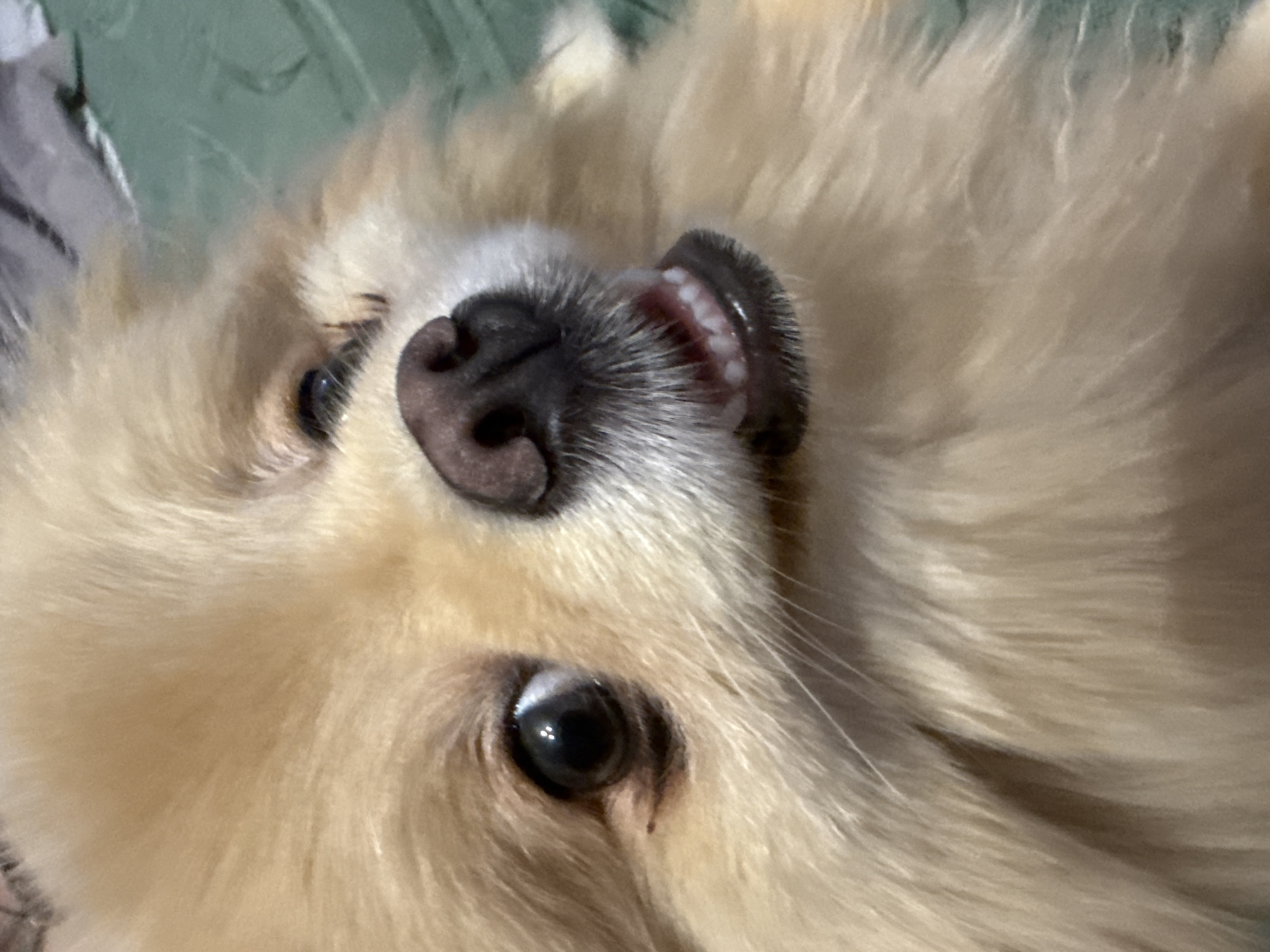 A close-up, slightly distorted, vertical, eye-level shot shows the face of a light brown Pomeranian dog. The dog's fur is fluffy and surrounds its face. Its dark eyes are wide and alert, with the left eye appearing slightly larger due to the angle. The dog's nose is dark brown and wet. Its mouth is slightly open, revealing small, white teeth and pink gums. The background is a textured green surface, possibly a blanket or a bed. The lighting suggests an indoor setting.