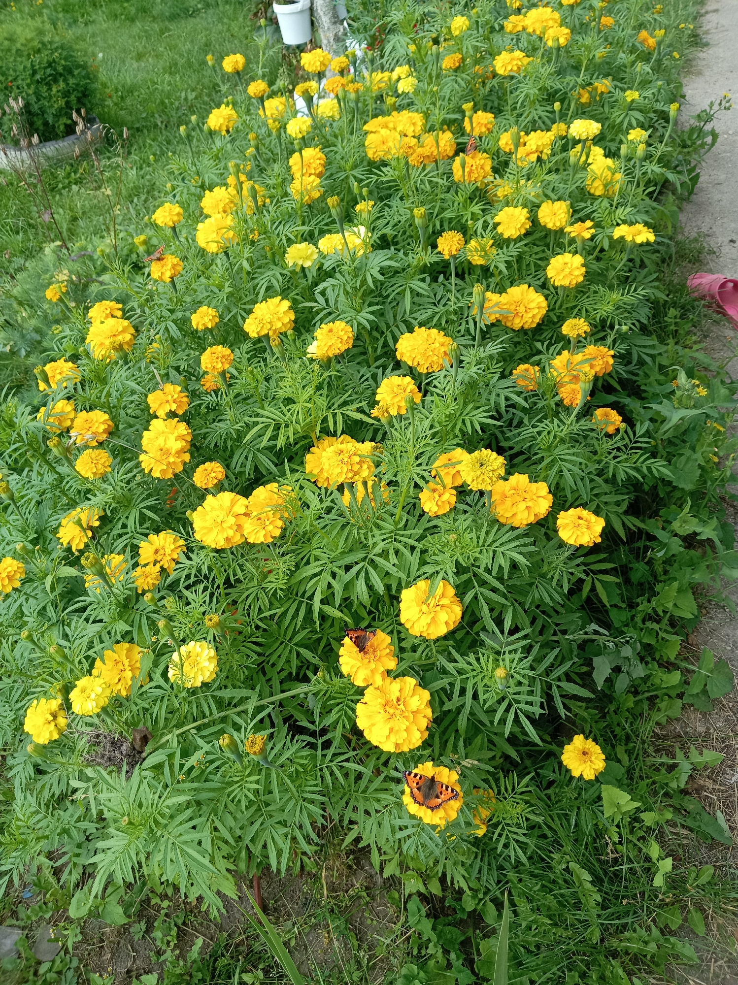 This is a high-angle, medium shot of a flowerbed filled with blooming marigolds in the village of Tumilavichy, Belarus. The flowers are predominantly yellow with some orange hues, varying in size and fullness. Their feathery green foliage is dense and surrounds the blooms. Two butterflies, one on a yellow flower in the middle ground and another on a flower in the foreground, are visible, adding a touch of life to the scene. The flowerbed is bordered by a gravel path on the right and green grass and foliage on the left. In the background, on the left, a white bucket and other gardening elements are partially visible amongst green bushes. The overall impression is that of a well-maintained garden.