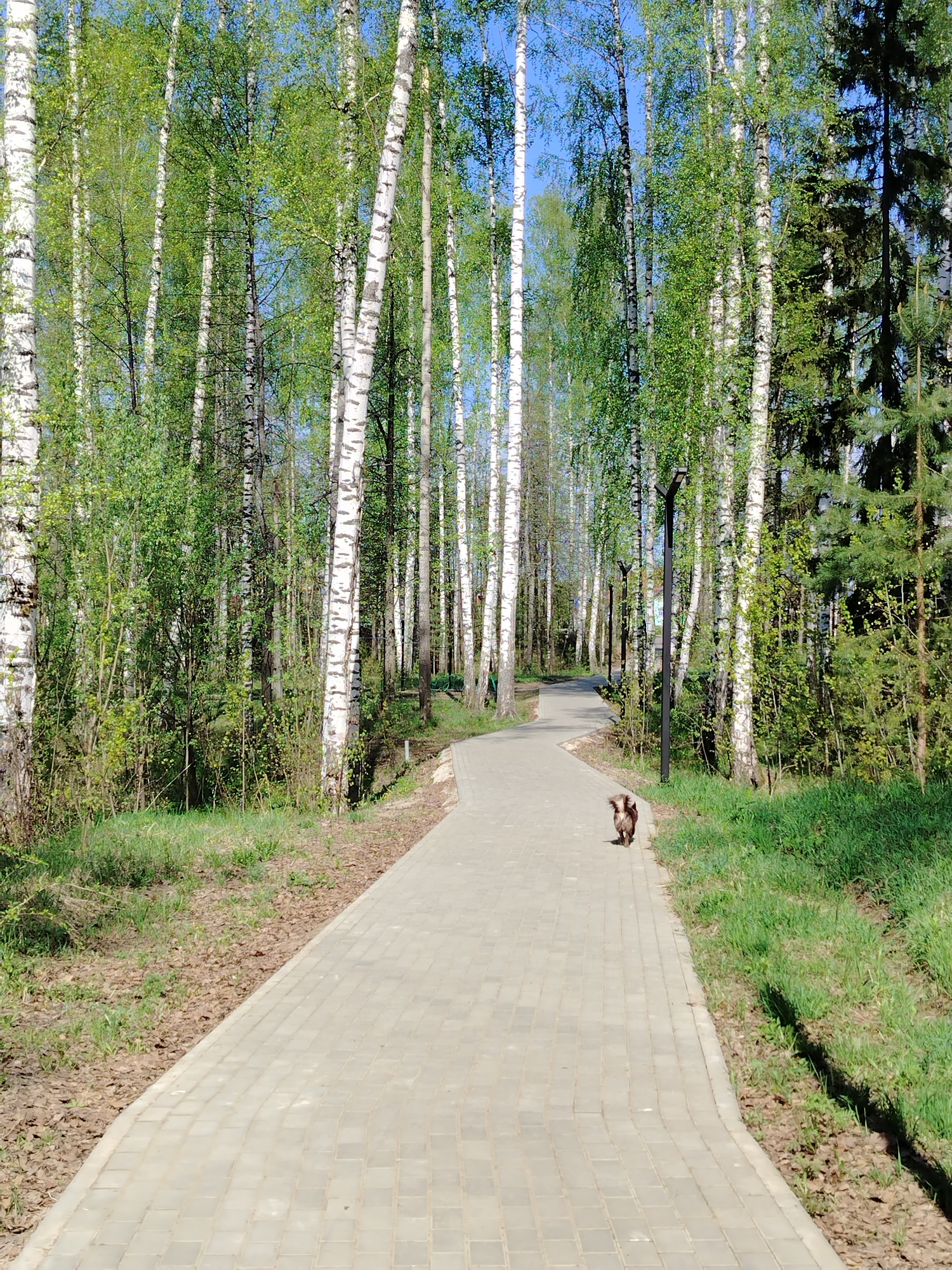 A paved pathway stretches into the distance, flanked by trees, in Noviy, Russia. A small, brown dog walks along the pathway. The trees are primarily birch with green foliage. A dark lamppost stands beside the path. Grass and ground cover border the path. The sky is visible between the trees.