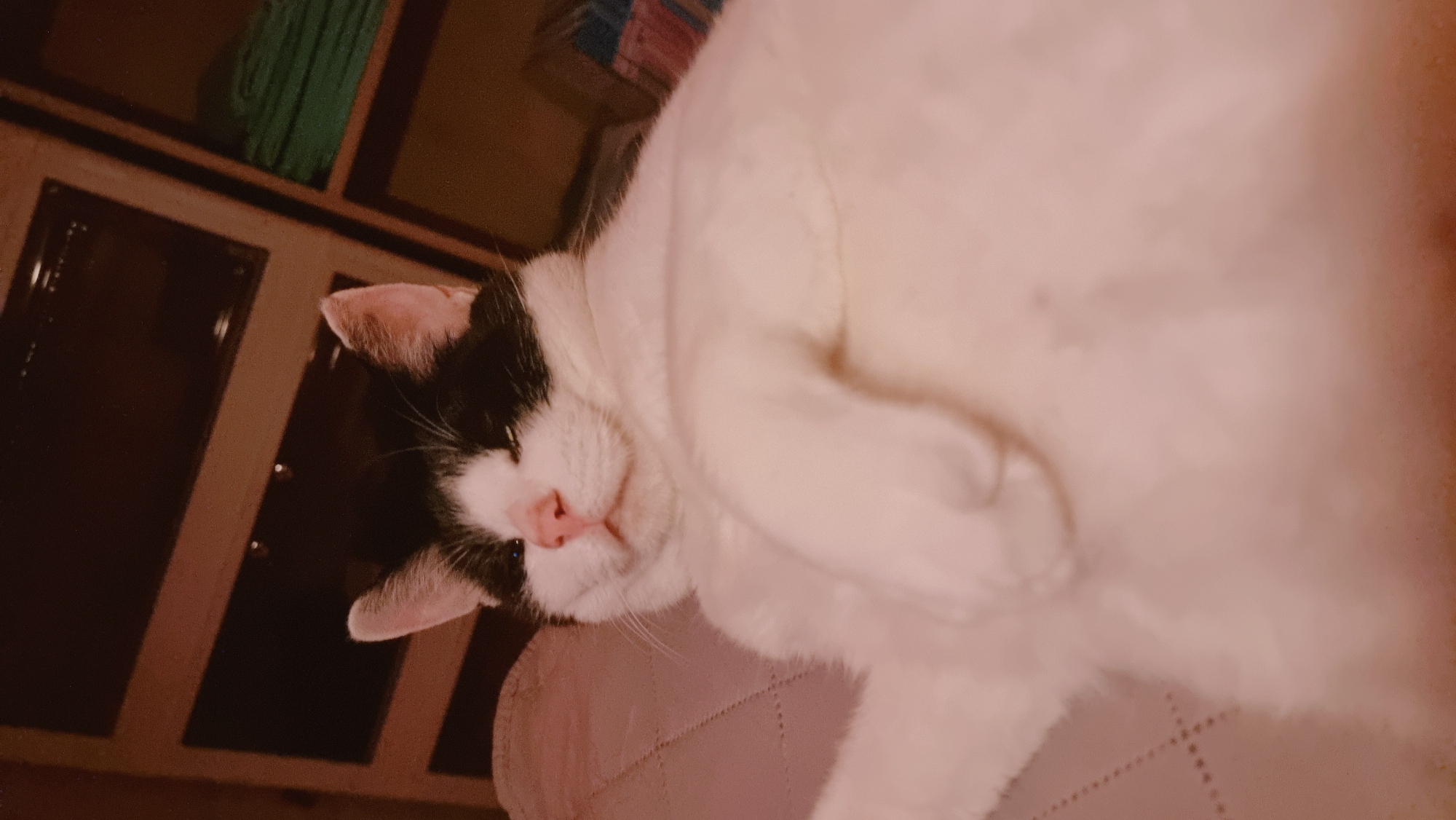 A photograph taken in Dunnae-myeon, South Korea shows a black-and-white cat in repose. The cat is lying on a light pink surface with visible stitching. Its eyes are closed, and it has a pink nose and mouth. The fur around the cat's face is white with black markings on the head and ears. The background includes a wooden cabinet with dark panels and green textiles on a shelf. The image has a warm, slightly blurred quality.