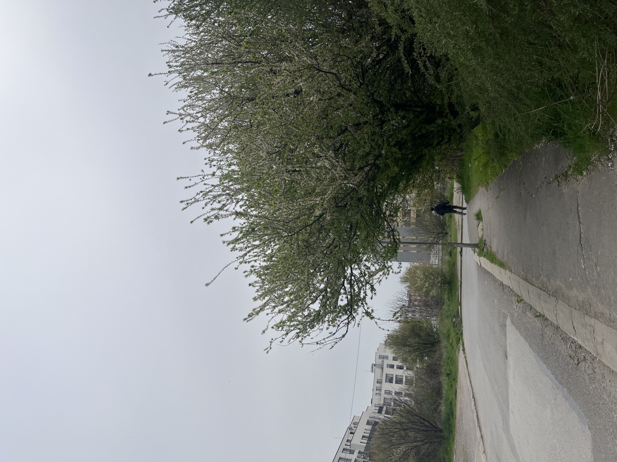 The image depicts a street scene in Sofia, Bulgaria, under an overcast sky. A sidewalk runs along the right side of the frame, bordered by a road with a crosswalk marking. A person in dark clothing is walking on the sidewalk. A large tree, laden with white blossoms, dominates the left side of the image, partially obscuring the background. A row of modern, white buildings is visible in the distance. The street is empty of traffic.