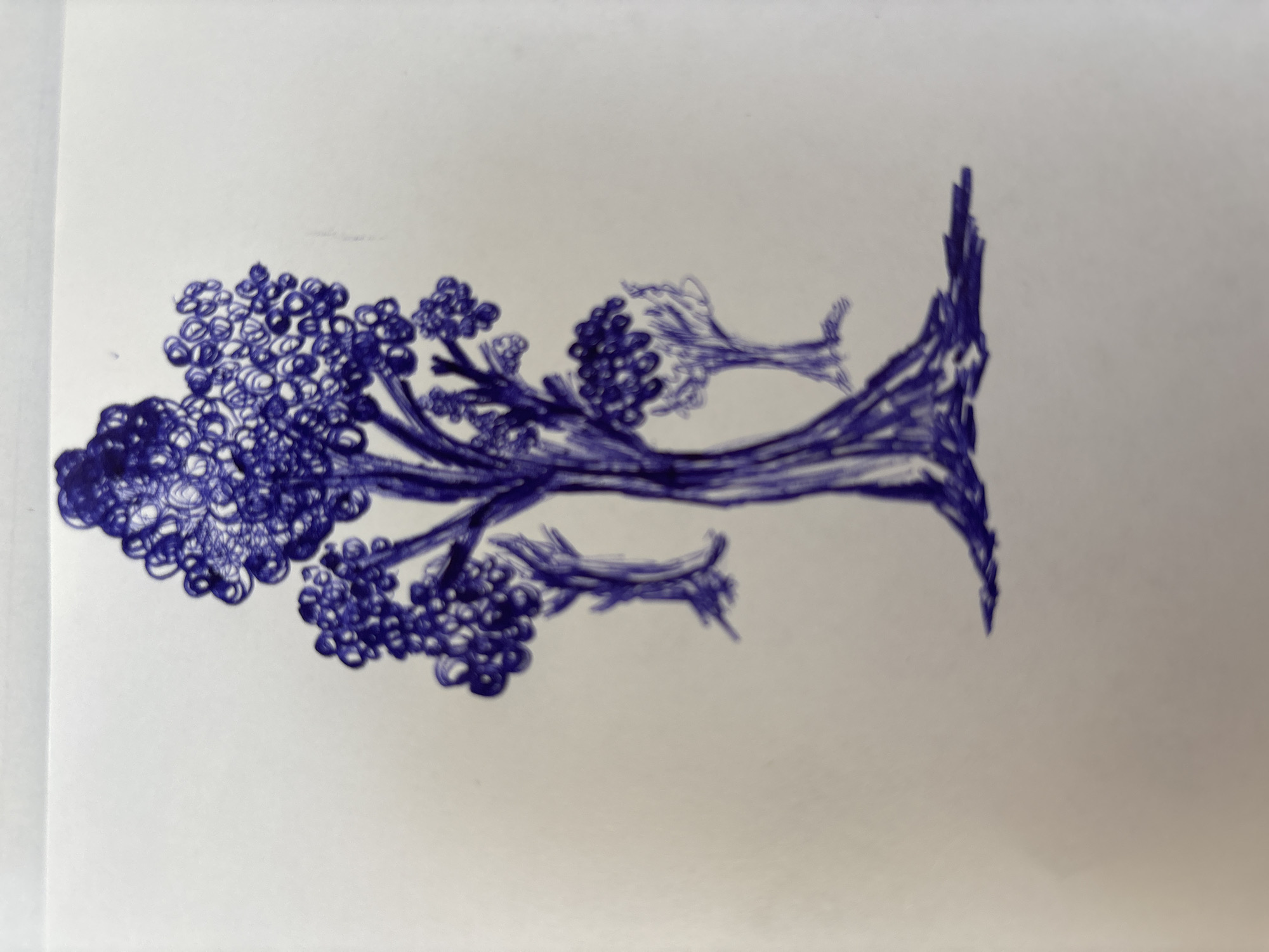 A blue ink drawing on white paper depicts three stylized trees, rendered with swirling lines to create a textured effect. The largest tree is in the center, with a thick trunk and a dense canopy of circular clusters. To the left and right of the central tree are two smaller, more sparsely drawn trees. The overall style is whimsical and somewhat abstract. The image is a drawing and does not depict a real-world location, therefore no details about the city of Pervomayskiy, Russia can be provided.