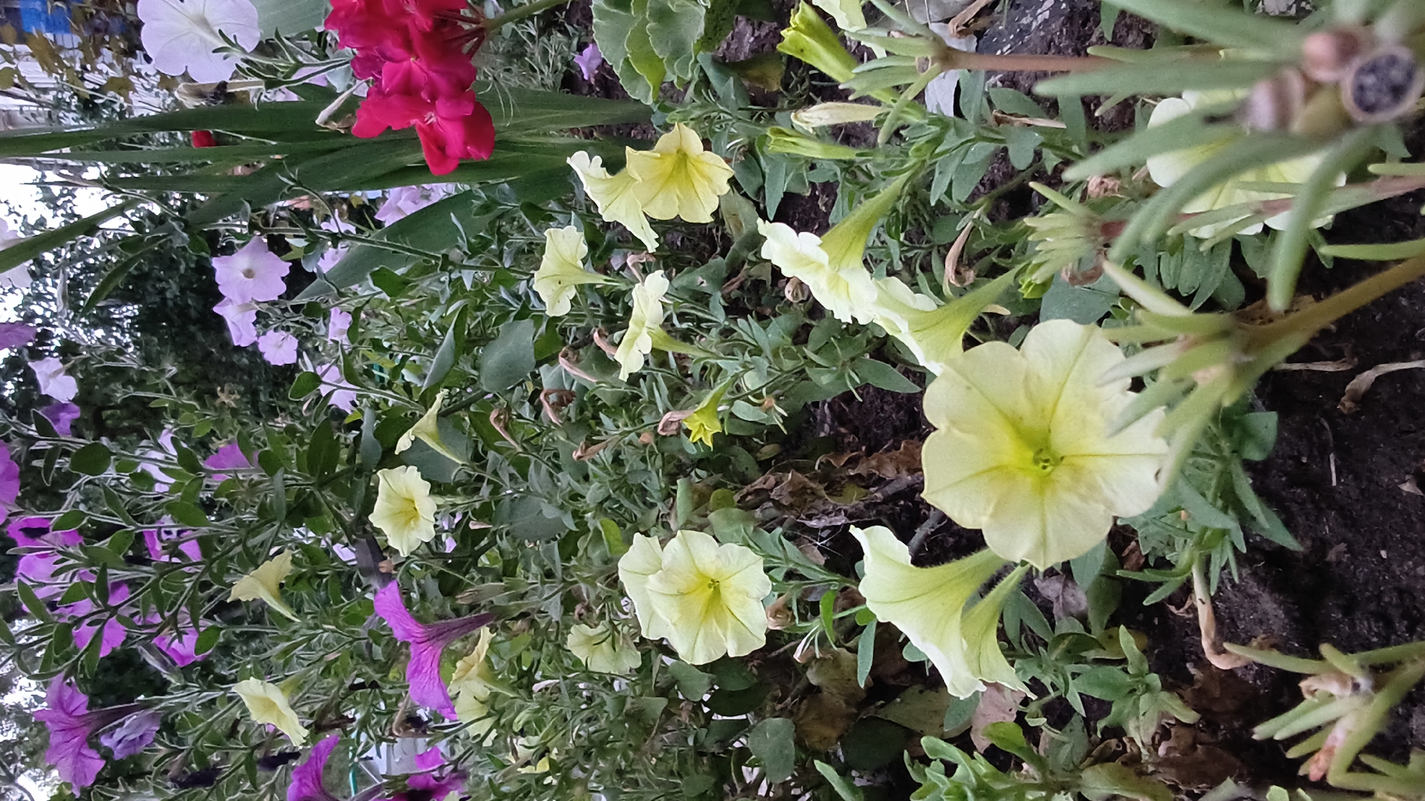 The image depicts a close-up view of a flower bed filled with a variety of petunias. The dominant colors are shades of purple, pink, light yellow, and white, with vibrant fuchsia flowers in the upper right quadrant providing a strong accent. The flowers are in various stages of bloom, with some fully open and others still in bud. Lush green foliage serves as a backdrop, interspersed with darker soil. The lighting suggests it is either early morning or late afternoon, casting a soft glow on the petals. The setting appears to be a garden or public park area within the city of Mikhaylovka, Russia. There are no people visible in the frame.