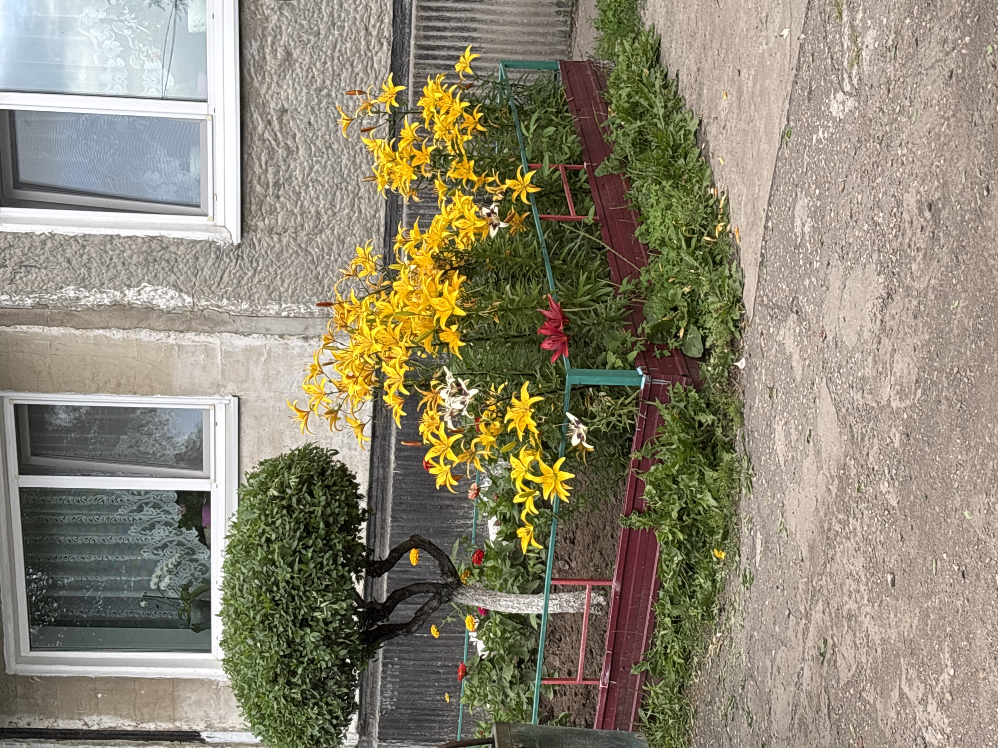 In Blagoveshchensk, Russia, a small, fenced flower bed is situated outside a building. The flower bed is bordered by a low, dark red metal fence with green upright supports. Inside the bed, a variety of plants are growing. Prominently featured are numerous bright yellow lilies, some with white markings. A single red lily is also visible. Behind the lilies, green foliage creates a dense backdrop. To the left of the lilies, a small, rounded tree with a white-painted trunk stands. The tree is surrounded by smaller red and yellow flowers. In the background, the facade of a building is visible, featuring textured concrete walls and two windows with white frames. The windows have white lace curtains. The ground in front of the flower bed is paved with grey concrete, which appears somewhat worn and cracked, with scattered dry leaves and debris.