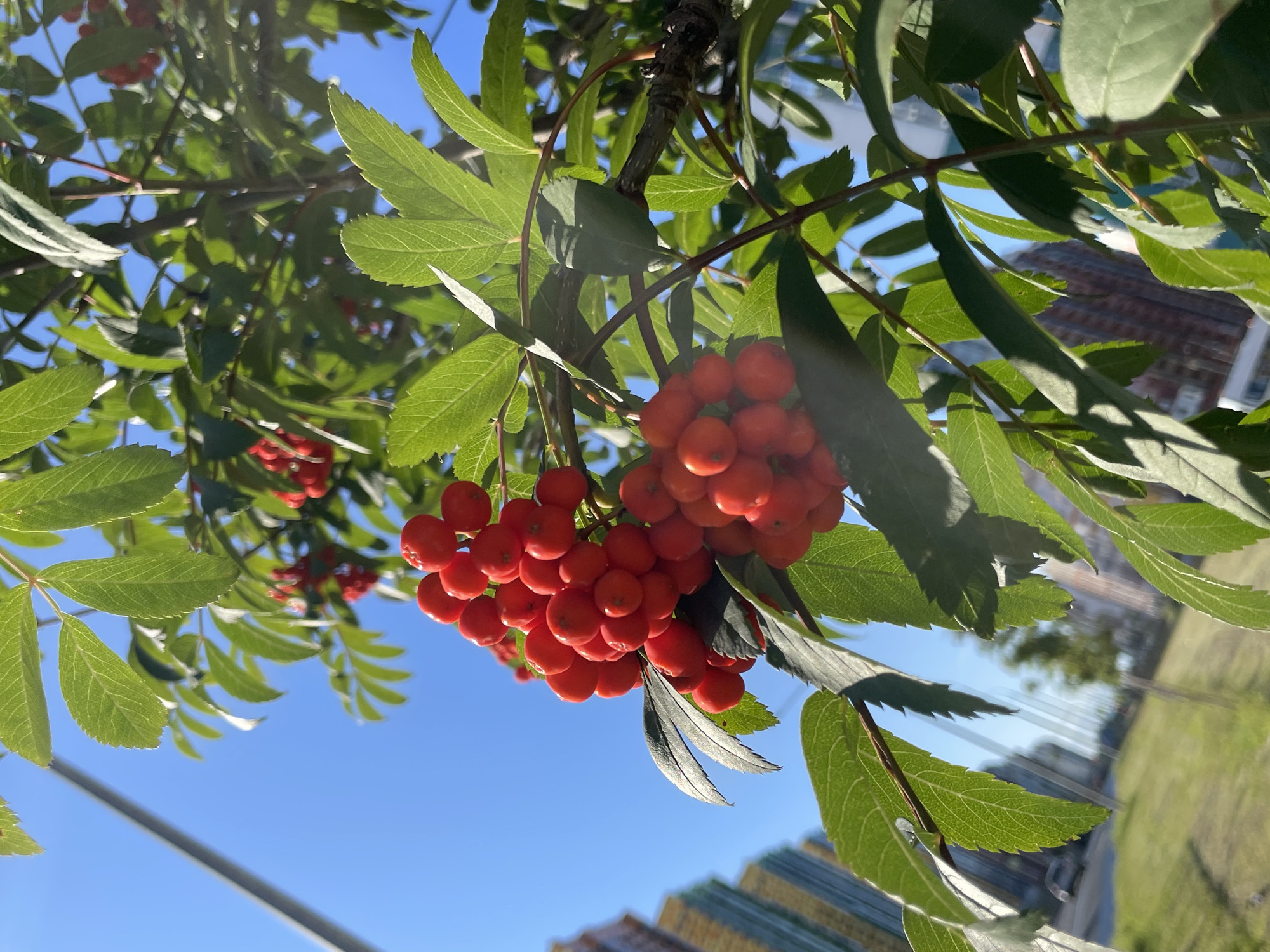 This is a close-up shot of a rowan tree branch with clusters of bright red berries against a clear blue sky. The berries are round and plump, and some are partially obscured by green, serrated leaves. In the background, out of focus, are the facades of several multi-story buildings, characteristic of Saint Petersburg. The architecture suggests a modern urban setting. Sunlight illuminates the scene, casting subtle shadows on the leaves and berries. The overall impression is one of nature thriving within a cityscape.