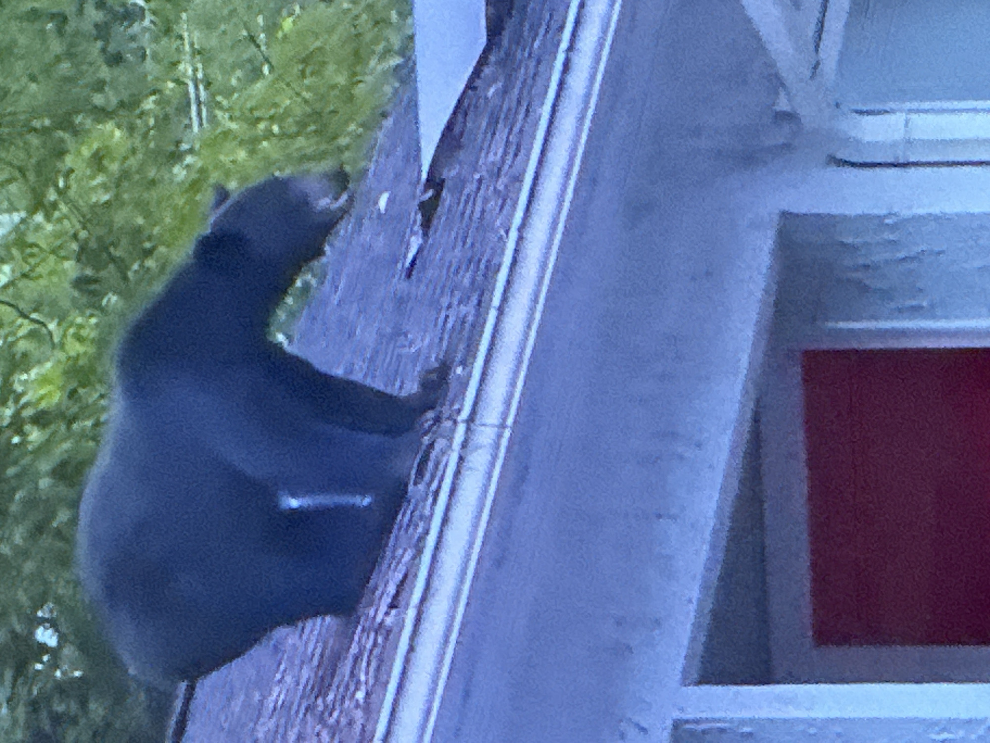A black bear is shown on the roof of a building. The bear is on its hind legs, with its front paws resting on the roof. Its head is turned to the right, and it appears to be sniffing the air. The roof is made of shingles, and there is a white gutter running along the edge. In the background, there are green trees. Below the roof, a red door can be seen on the side of the building. The image is taken from a low angle, looking up at the bear. The lighting is dim and appears to be from an overcast day.