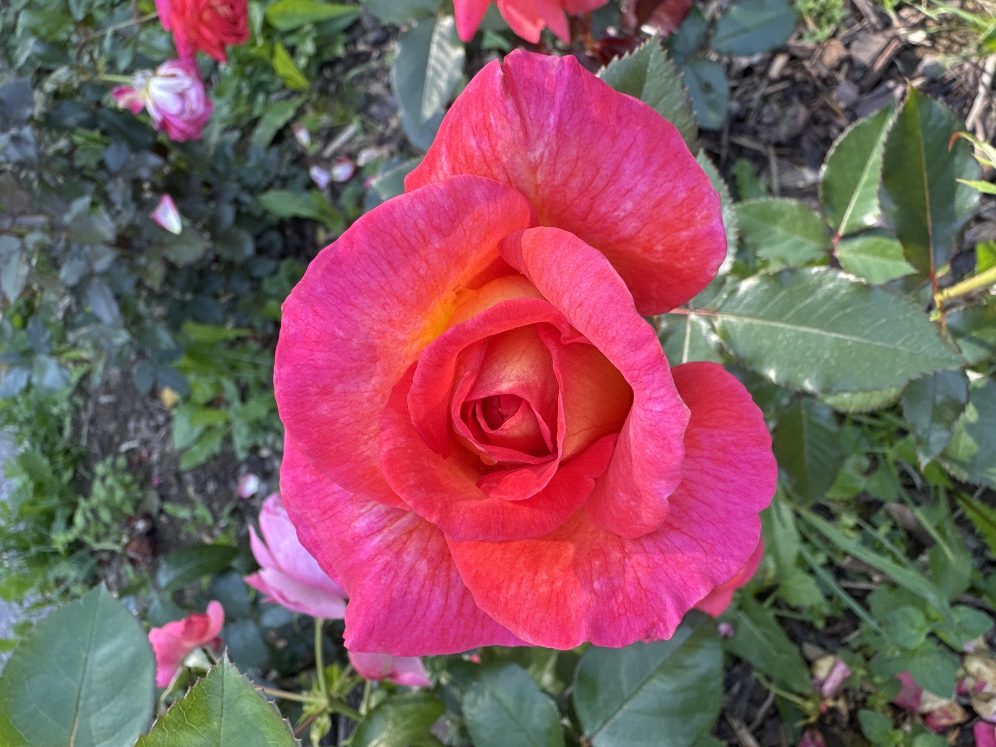 A close-up, overhead shot of a vibrant, fully bloomed pink and orange rose is presented. The rose, centrally located, displays delicate, layered petals with a golden hue at its core, transitioning to a deep fuchsia on the outer edges. Surrounding the rose is a garden bed, characterized by lush green foliage and scattered fallen rose petals. The background is softly blurred, revealing more rose bushes with flowers in shades of pink and red, indicating a well-maintained garden or park. The lighting suggests it is daytime, possibly late morning or early afternoon, with soft natural light illuminating the scene. The location is identified as Steklyannyi, Russia, implying this is a snapshot of local flora in that area. There are no people or discernible actions depicted in the image.