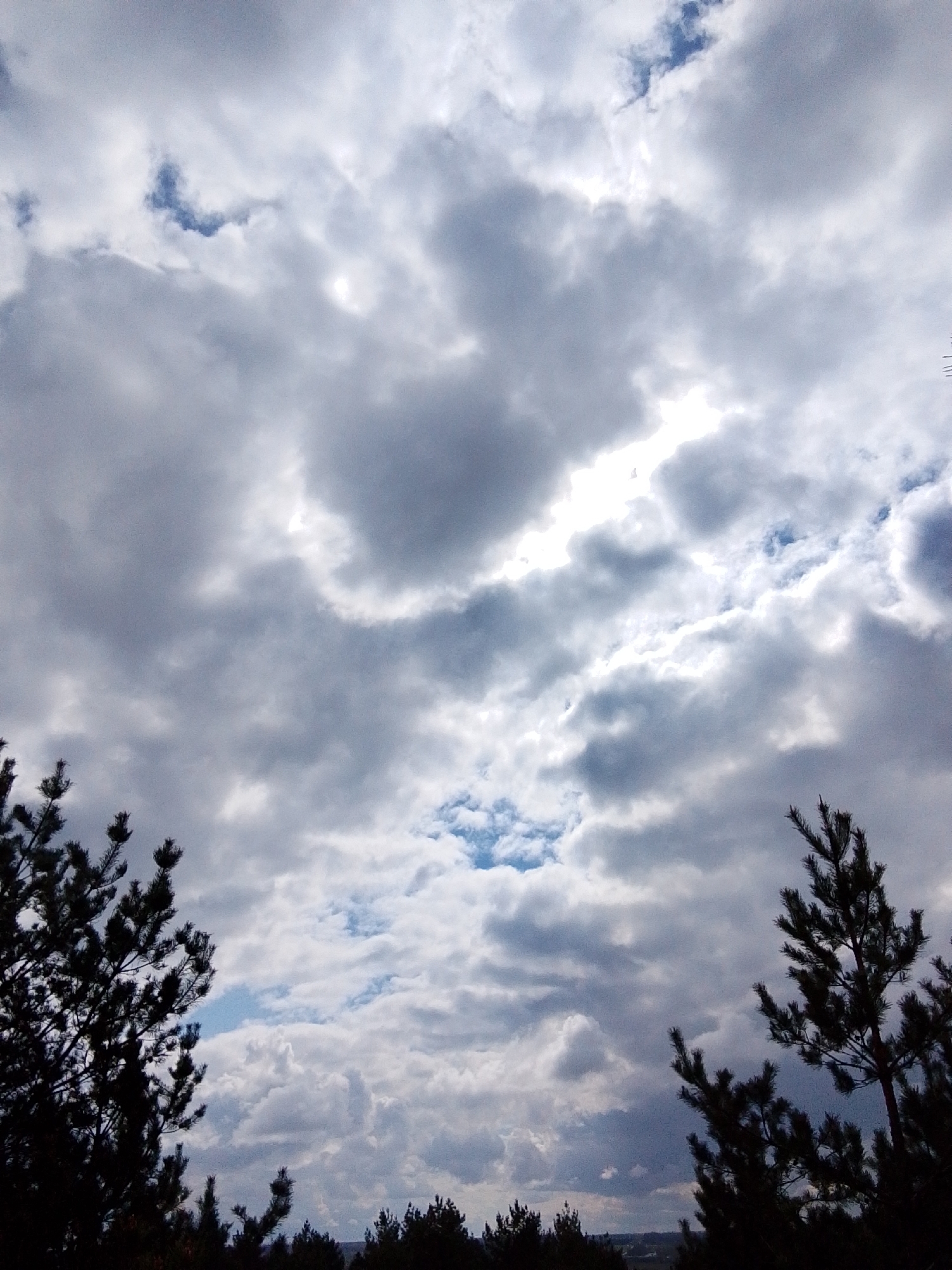 The image displays a dramatic sky dominated by a dynamic arrangement of clouds, viewed from a slightly elevated perspective. Large, voluminous grey clouds fill most of the frame, with brighter, whiter sections where sunlight penetrates or reflects off them. Patches of clear blue sky are visible through openings in the cloud cover, particularly in the lower central and upper left areas. The overall impression is one of diffused light on a partly cloudy to overcast day.
Silhouetted against this sky are the dark forms of pine trees. A prominent pine tree with dense needles occupies the lower left corner, its branches extending into the frame. Another pine tree is partially visible in the lower right, also in stark silhouette. In the distance, along the very bottom edge of the image, a subtle dark line suggests a distant tree line or horizon.
No people or specific activities are depicted. The scene captures a natural landscape, likely a forest or woodland setting, consistent with the location context of Елец-Маланино, Russia. The time of day appears to be daytime, with significant ambient light despite the heavy cloud cover. There is no visible text.