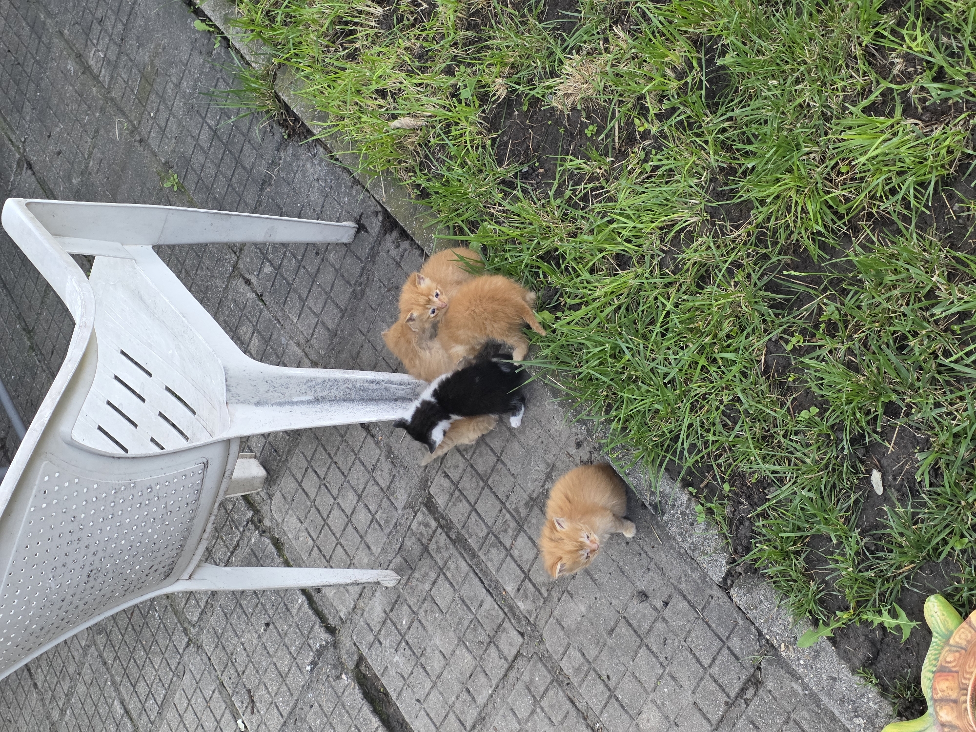 The scene is an outdoor area in Yagodovo, Bulgaria. A white plastic chair sits on a paved surface. Adjacent to the paving is a patch of grass. Four kittens are present: three are orange, and one is black and white. The orange kittens are clustered together near the grass. The black and white kitten is on the paved surface near the chair. One orange kitten is positioned separately from the group, also on the paved surface.