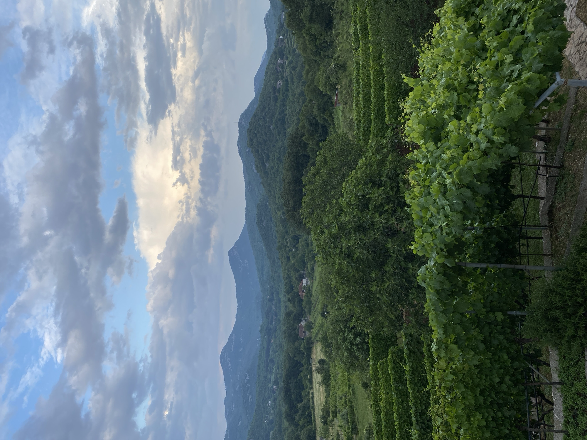 This image presents a serene and verdant landscape from Meterizi, Montenegro, featuring a vineyard in the foreground and tree-covered mountains in the background, all beneath a dynamic sky.
In the immediate foreground, dense rows of vibrant green grapevines with lush leaves are visible, supported by metal trellises. To the far right, a stone wall or terraced area hints at the cultivated nature of the land. Beyond the vineyard, several layers of heavily forested mountains and hills dominate the mid-ground and background, their contours appearing softly blurred by distance. A few scattered, small houses with reddish roofs can be discerned nestled among the trees on the distant hillsides, blending into the natural environment.
The upper portion of the scene is filled with an expressive sky, characterized by a mix of clear blue patches and large, dramatic clouds. Some clouds are bright white, touched by soft sunlight, while others are darker grey, creating an interplay of light and shadow. The diffused illumination and the quality of light suggest the time of day is either late afternoon or early evening, potentially during changing weather conditions. No specific human activity is depicted, but the presence of the cultivated vineyard implies ongoing agricultural work. No visible text is present in the image. The scene conveys a sense of natural beauty and tranquility.