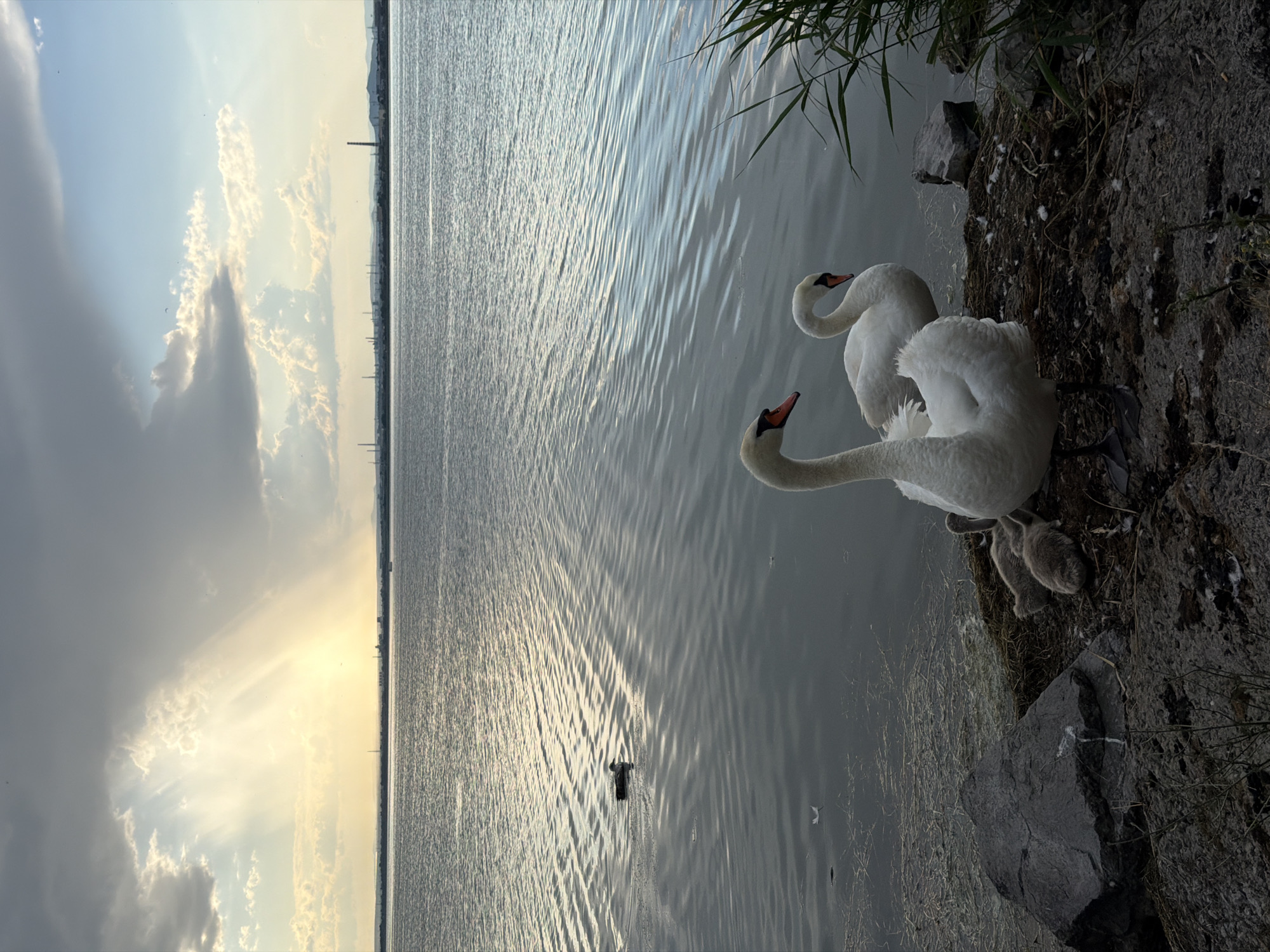 A serene lake scene in Burgas, Bulgaria, captures a family of mute swans at the water's edge. Two adult swans, identifiable by their white plumage and orange beaks, stand protectively over two fluffy grey cygnets nestled in the reeds and mud. The lake's surface is calm, reflecting the dramatic sky above, where shafts of sunlight pierce through heavy grey clouds, illuminating a distant industrial skyline. In the middle distance, a single duck swims leisurely on the water. The foreground is characterized by rocky, uneven terrain, with scattered dry grass and fallen feathers.