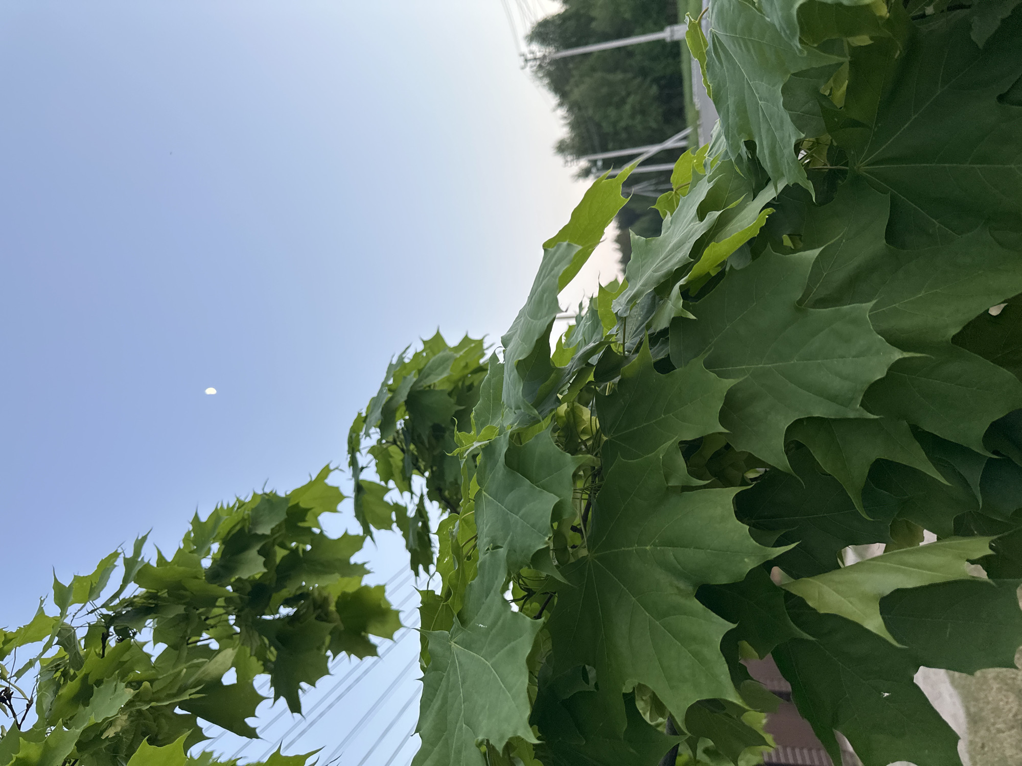 The image, taken in Прикамский, Russia, is shot from a low angle, showcasing green maple leaves filling the frame. The sky is visible in the upper portion of the image, transitioning from a lighter hue at the top to a deeper blue. A crescent moon is visible in the lower left quadrant. Utility lines are strung across the sky behind the leaves, and the upper right portion of the frame contains additional trees and what appears to be a building, potentially a house or a low-rise structure.