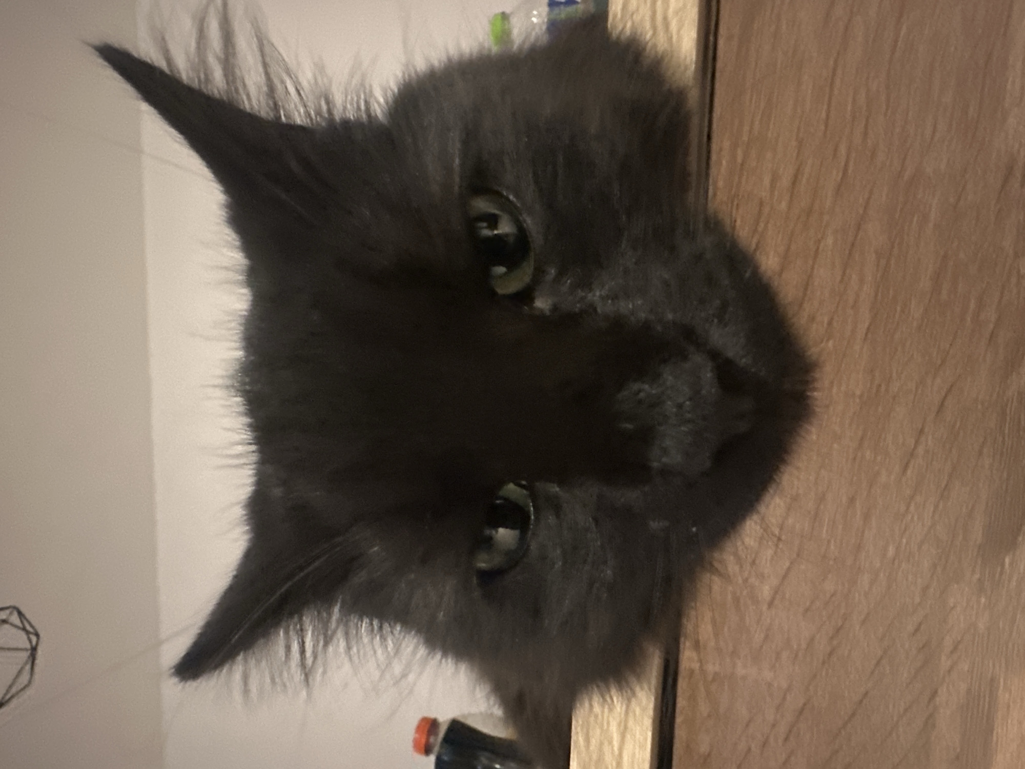 A gray, long-haired cat with green eyes is facing the camera. The cat's head is tilted sideways. The background consists of a white wall on the left and a wooden surface on the right. A small geometric decoration is visible in the lower left corner of the frame. The scene includes a partial view of plastic bottles. The location cannot be determined based on the image.