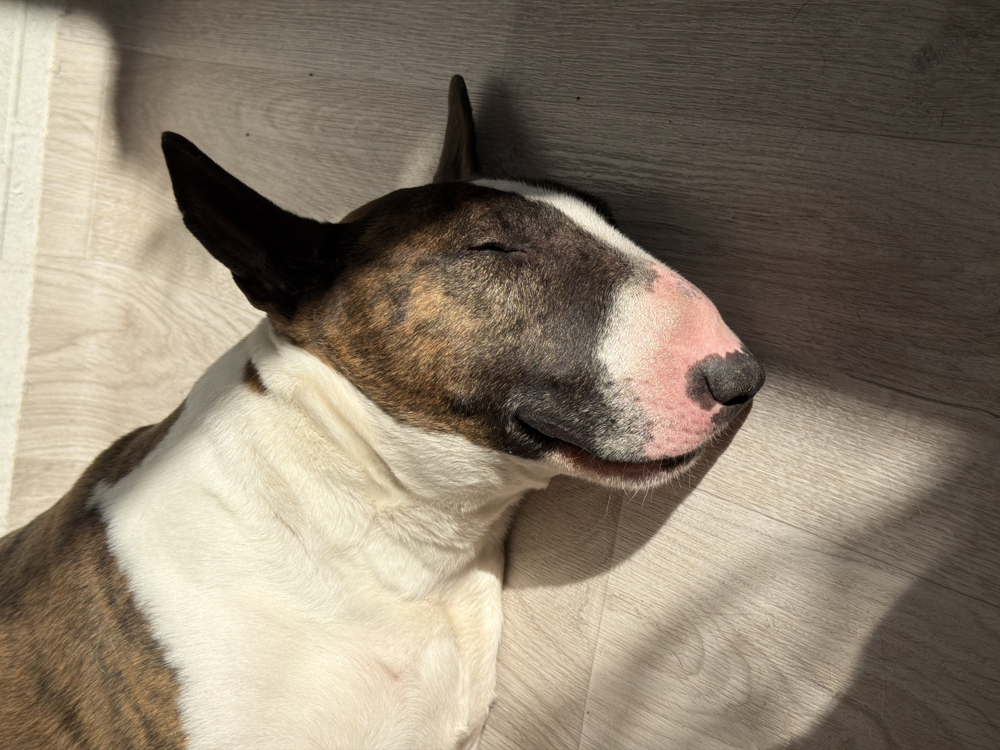 An overhead view captures a brindle and white Bull Terrier dog sleeping on a light-colored wooden floor inside an unknown residence in Chaikovsky, Russia. The dog is positioned on its left side, with its eyes closed. Its distinctive head shows dark brindle fur across the top and face, transitioning to white fur along its side. A prominent pink snout with a black nose is visible. One dark, erect ear points upwards. Strong, natural light illuminates the dog's head and body, casting a distinct shadow across the light-toned, horizontally laid wooden floorboards. No other individuals or objects are present in the immediate vicinity.