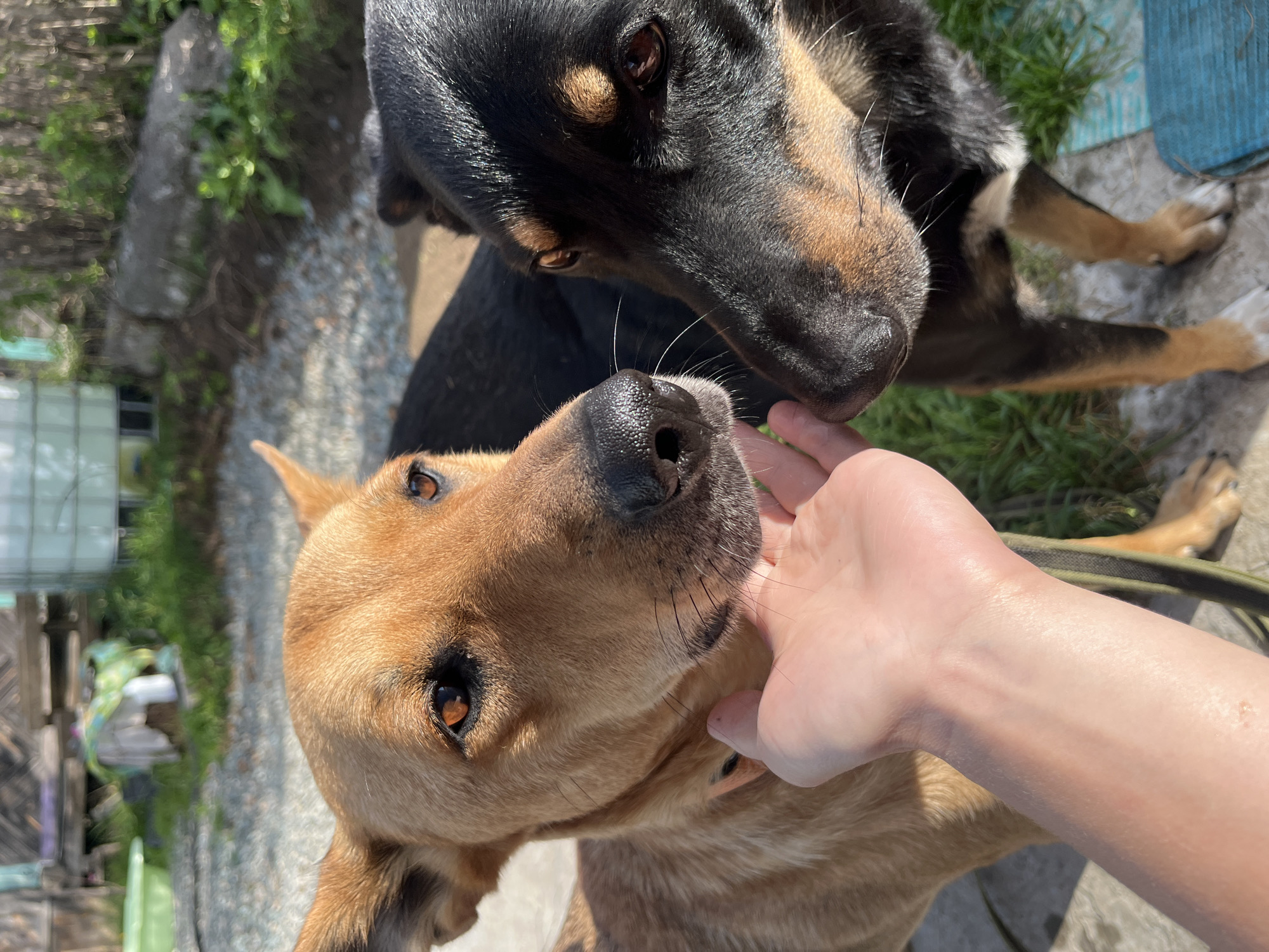 In Nizhny Tagil, Russia, a close-up shot captures two dogs interacting with a human hand. A light brown dog with large ears is on the left, its face partially obscured by a person's hand gently touching its muzzle. To the right, a black and tan dog is positioned closer to the camera, its head angled towards the other dog and the hand. Both dogs have alert expressions and visible whiskers. The background shows a natural outdoor setting with gravel, green grass, and some wooden structures. The lighting suggests it is daytime.