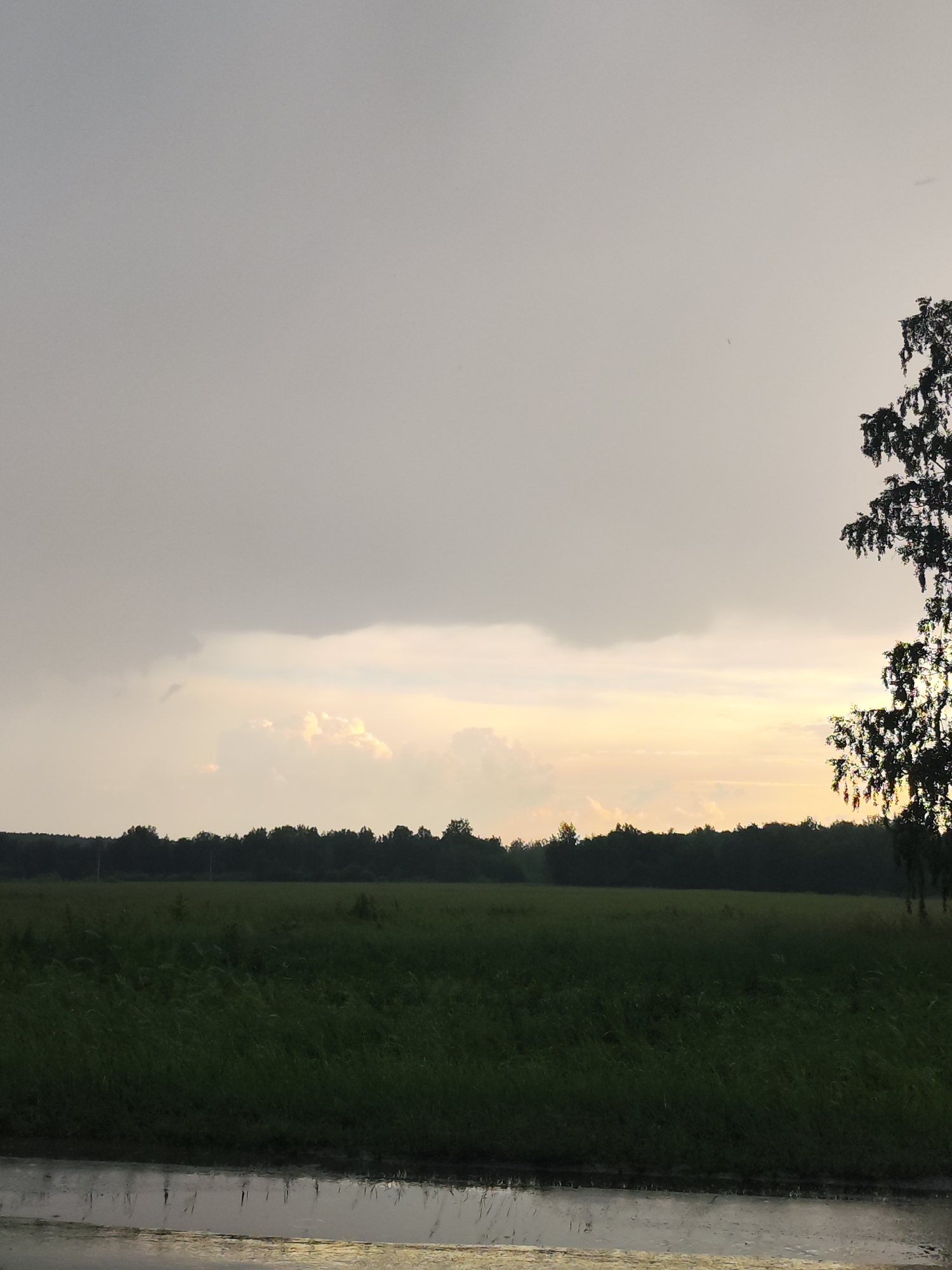 This is a landscape photograph taken in the city of Moskovskiy, Russia. The scene depicts a vast, dark green field under a cloudy, overcast sky. A dense line of dark trees forms a horizon in the distance, separating the field from the sky. In the foreground, a dark, wet surface, possibly water or mud, reflects the subdued light. The right side of the frame features the silhouette of a tall tree with sparse foliage against the lighter sky. The overall lighting suggests it is either early morning or late evening, with diffused light filtering through the clouds. There are no people or animals visible in the image.