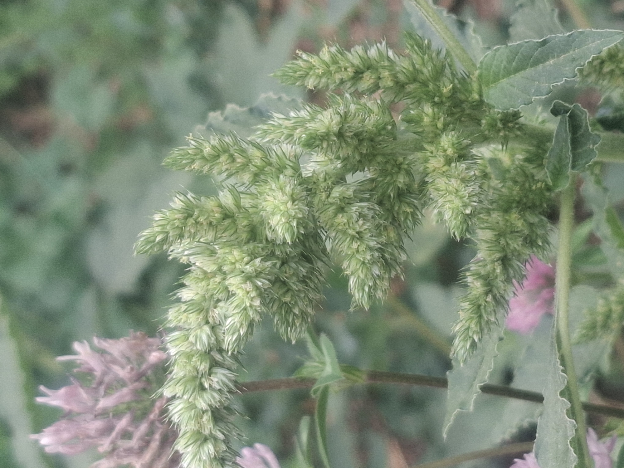 This image shows a close-up view of a green, flowering plant with multiple spiky inflorescences. The plant has serrated leaves. In the background, out of focus, are some pale pink flowers. The overall environment appears to be a natural setting, possibly a park or garden. There is no visible indication of the city of Almaty, Kazakhstan in the image.
