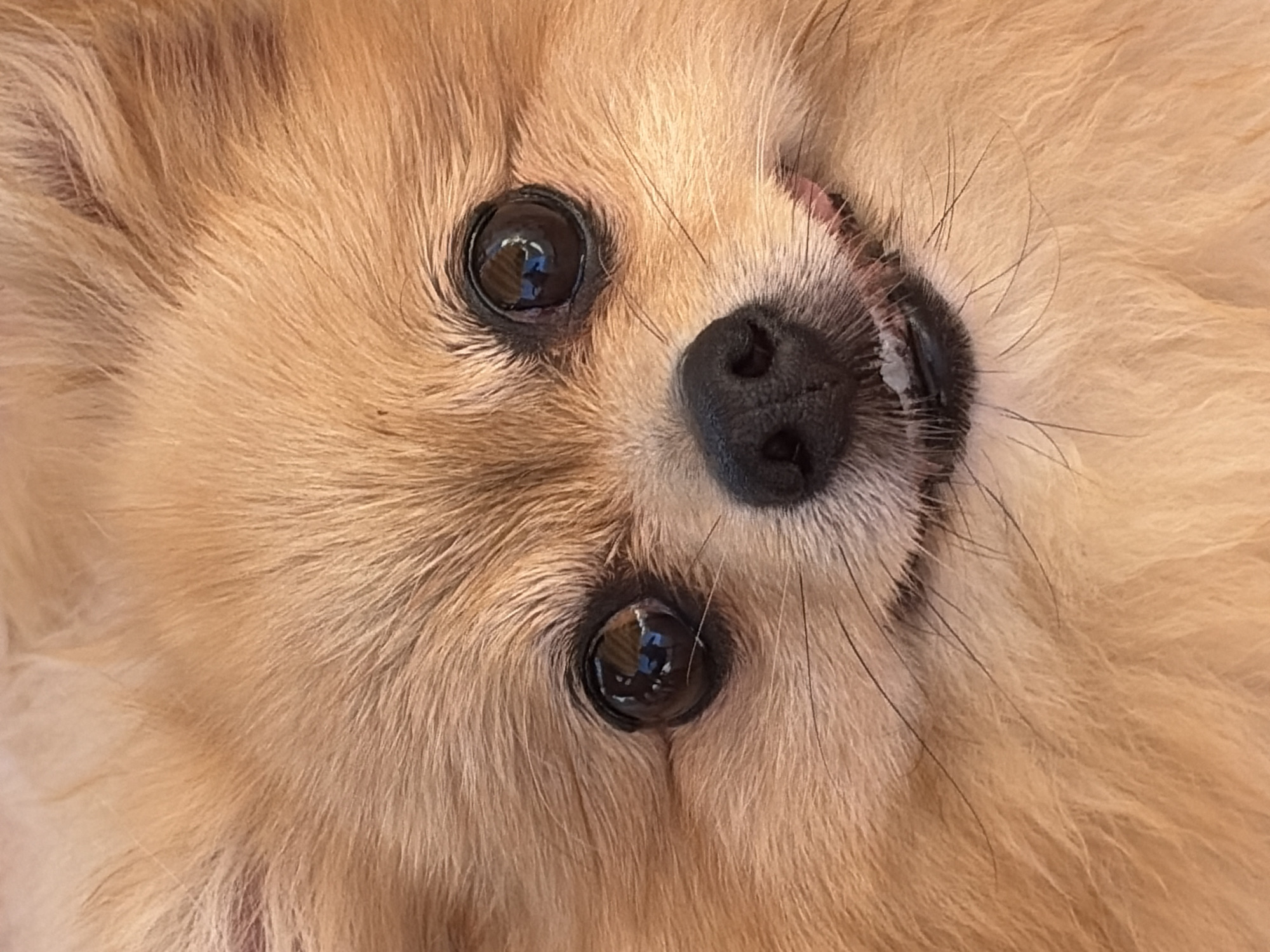A close-up, head-on, eye-level shot captures the face of a fluffy Pomeranian dog. The dog's fur is a warm, light brown, with slightly lighter shades around its eyes and snout. Its large, dark eyes are prominent and reflect the surrounding light, giving them a glossy appearance. The dog's black nose is wet and prominent. Its mouth is slightly open, revealing small white teeth and a pink tongue peeking out. The background is entirely filled with the dog's fur, creating a soft, textured frame around its face. There are no other subjects, objects, or environmental details visible in the image, making it a singular focus on the canine's expression. The image was taken in Torrevieja, Spain, though the specific location within the city is not discernible from the photograph itself.