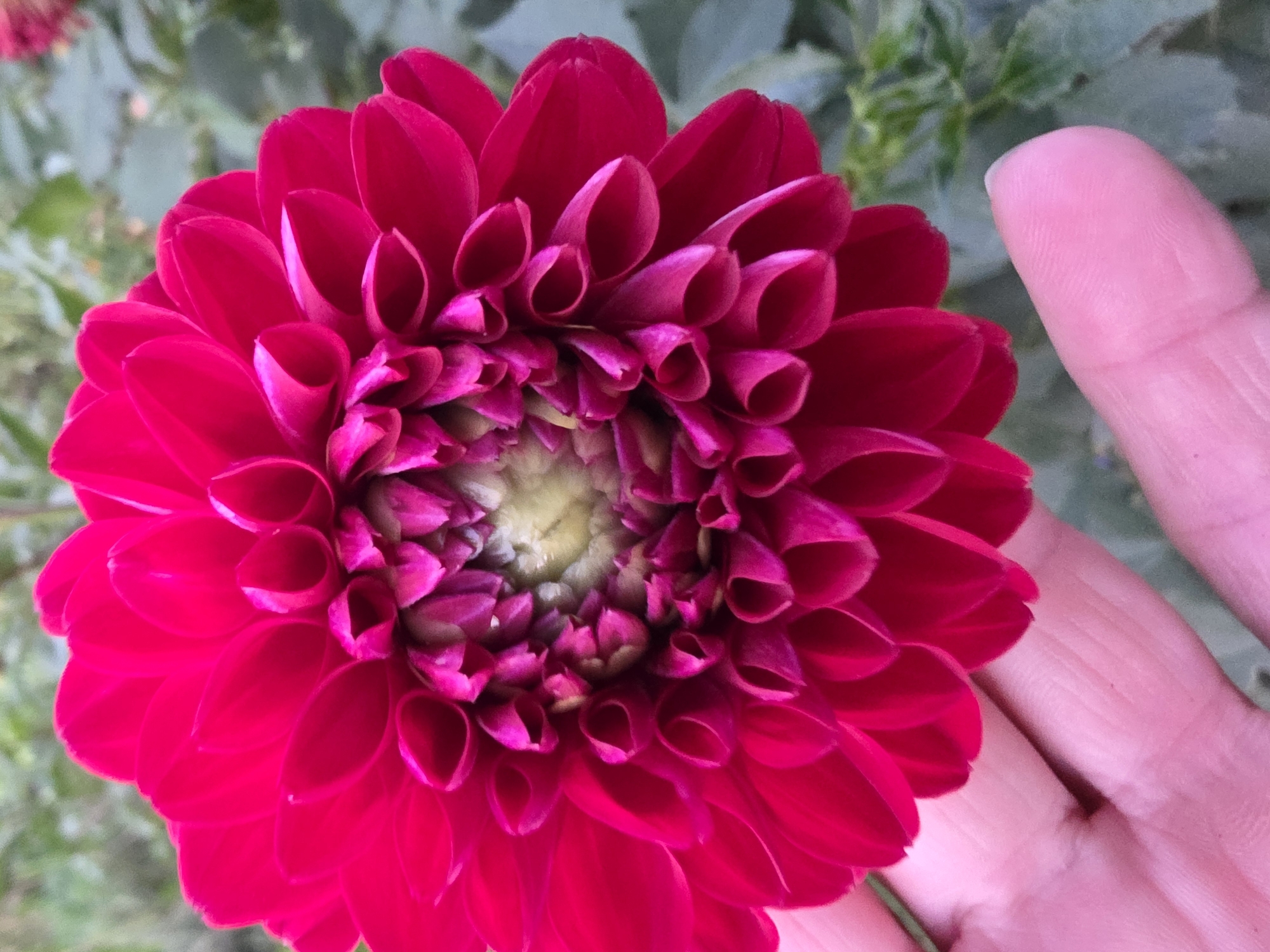 A close-up, slightly overhead shot focuses on a vibrant, fuchsia-colored dahlia flower with many delicate, tightly packed petals. The center of the flower has a pale yellow core. A human hand, with pale pink skin, is visible in the lower left and bottom of the frame, supporting the flower. The hand's thumb and index finger are gently cupping the base of the bloom, with the thumb resting on the lower petals and the index finger supporting from underneath. The background is softly blurred, showing green foliage and hints of muted grey-green leaves, suggesting an outdoor garden setting. The lighting is natural and highlights the texture and intricate details of the flower's petals. The overall impression is one of gentle care and appreciation for the beauty of the flower. There are no visible urban elements to suggest a specific location within Chaikovsky, Russia.