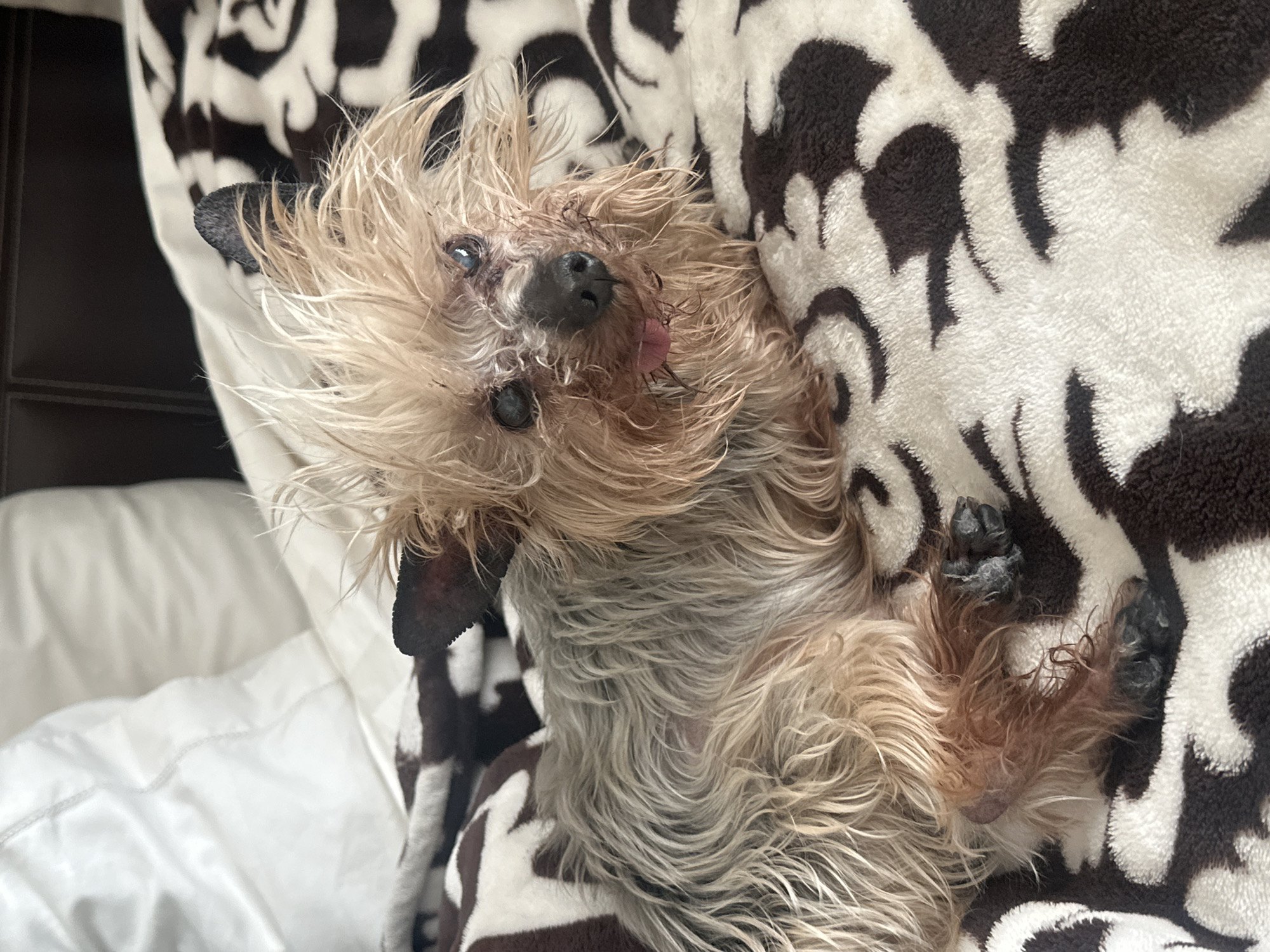 A small, wet-looking terrier-type dog is lying on its back on a brown and white patterned blanket. The dog has wiry, light brown and gray fur, a black nose, and its tongue is slightly sticking out. The dog's paws are dark colored. The blanket is draped over what appears to be a white bed or couch. The location is assumed based on the prompt and cannot be verified from the image.