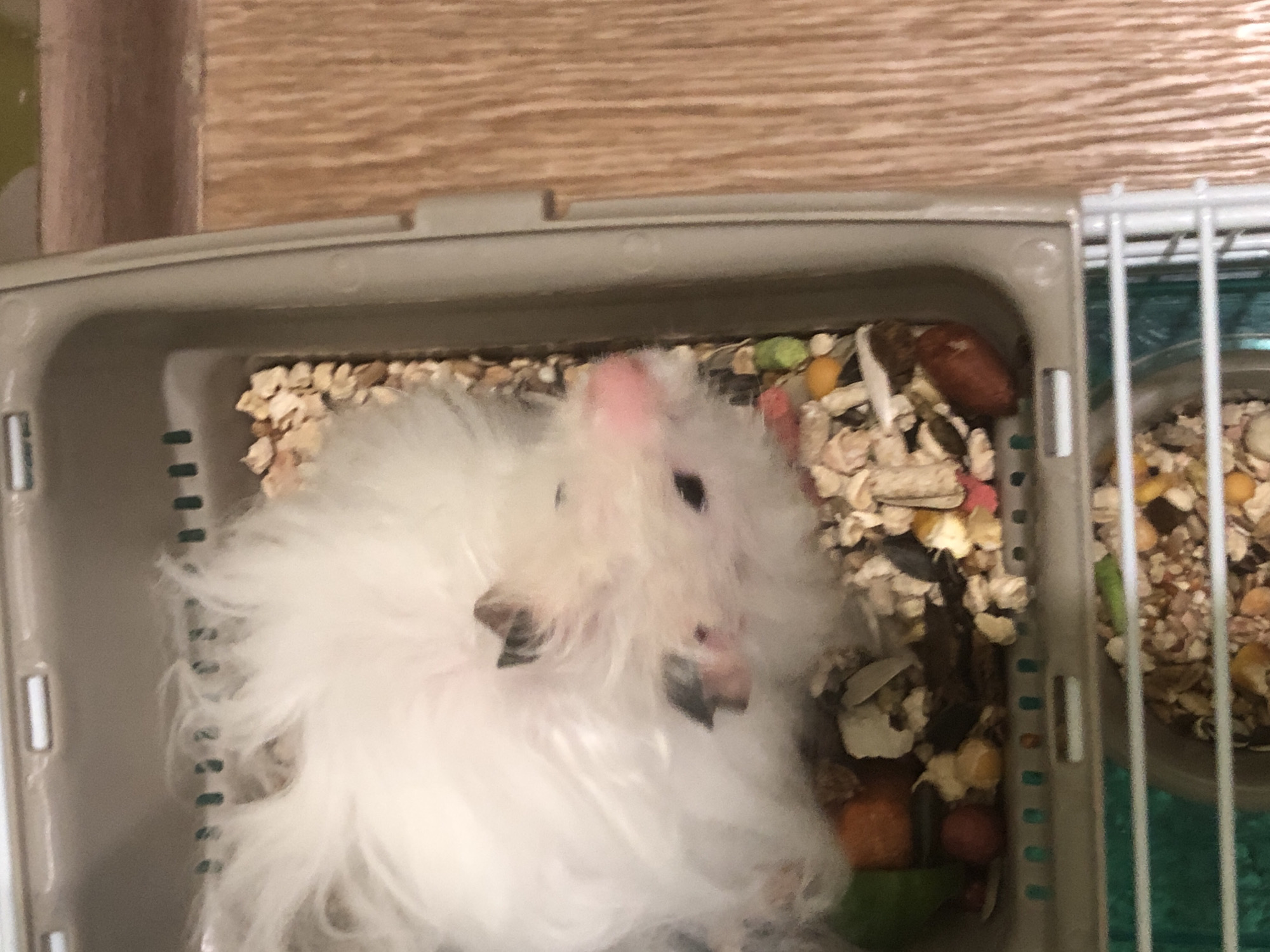 A fluffy white hamster with black ears and a pink nose is nestled in a cage filled with wood shavings and food pellets. The cage appears to be made of plastic with metal bars. The background suggests an indoor setting with a wooden surface. There is no information in the image that can place it in Solikamsk, Russia.
