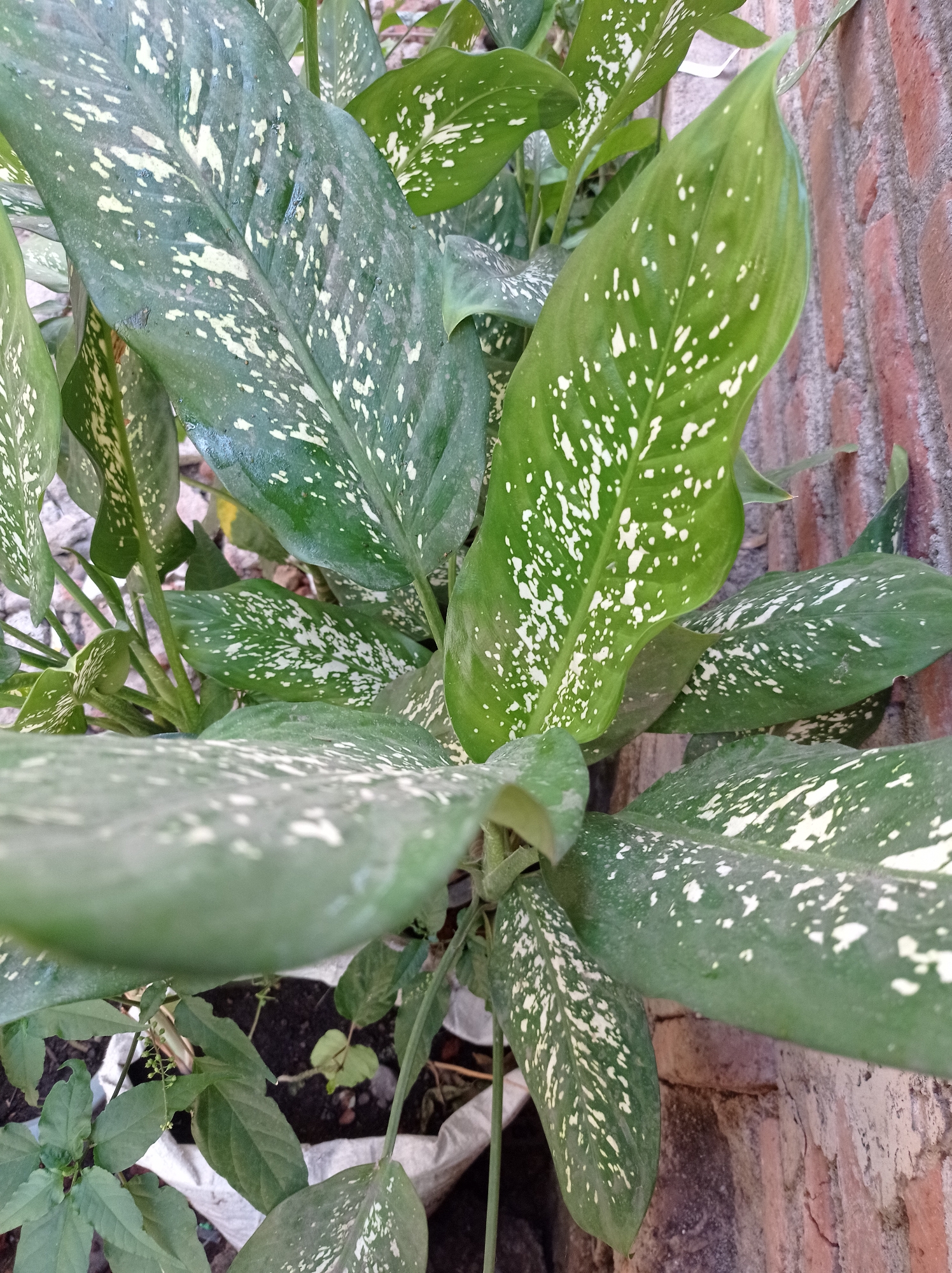 A close-up, high-angle shot shows a leafy green plant with white speckles. The plant's leaves are large and broad, with a matte texture. The white speckles are irregularly shaped and vary in size, creating a speckled or mottled pattern across the green surface of the leaves. The plant is positioned next to a brick wall, which has a rough, textured surface with variations in color from light brown to reddish-orange. Some of the leaves are slightly blurred due to motion or shallow depth of field, while others are in sharp focus. The plant appears to be outdoors, with hints of soil and possibly other vegetation visible in the background. The lighting suggests it is daytime, with soft shadows indicating diffused light. The setting is likely a residential area or garden.