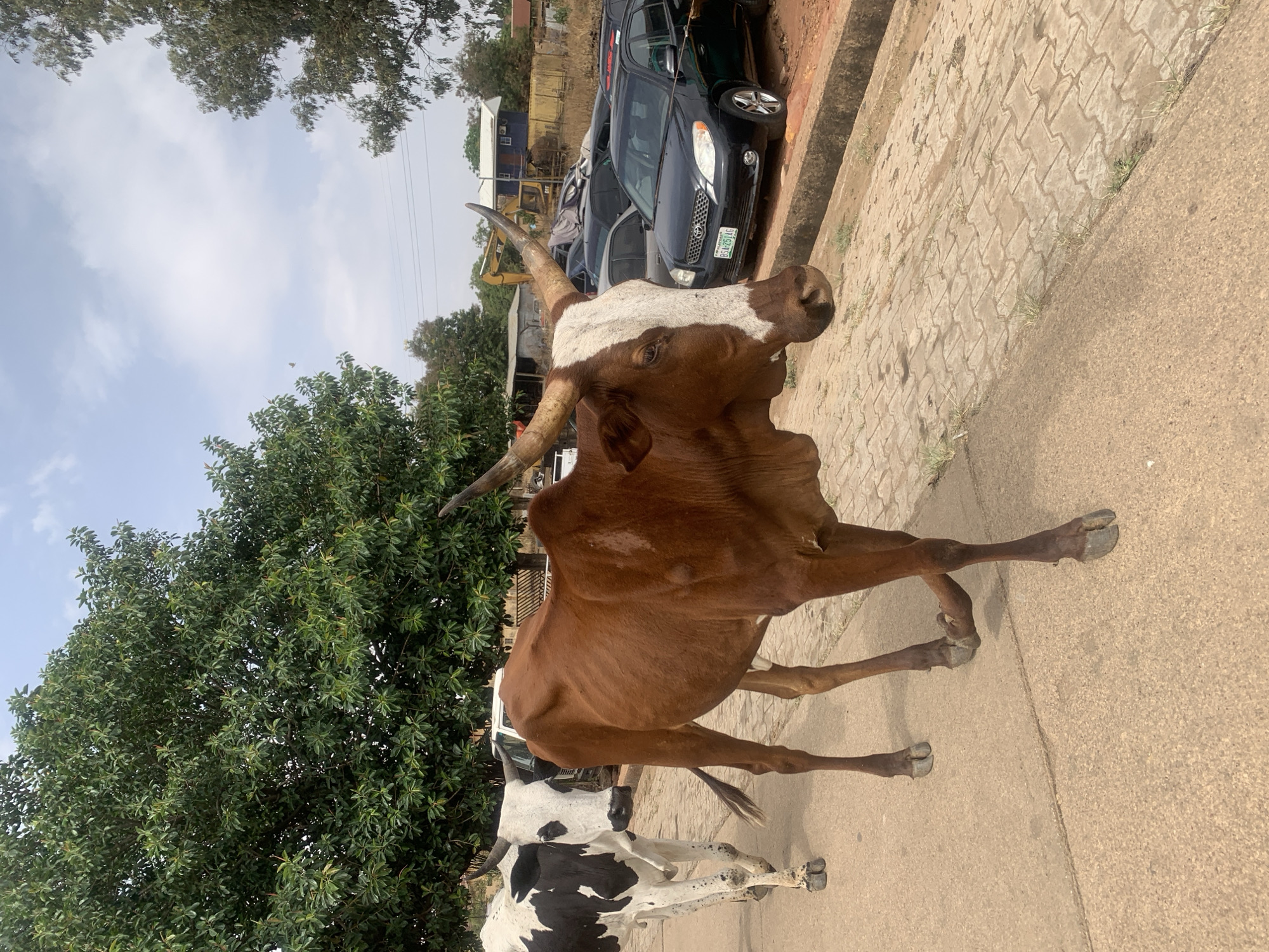 A brown cow with long horns and white patches on its head stands on a paved road in Jos, Nigeria. Another black and white cow stands behind it, partially obscured. Cars are parked to the right of the road on a stone-paved sidewalk. Trees and other vegetation grow on the left side of the road. A building with a blue wall and yellow construction equipment are visible in the background. The sky is overcast.