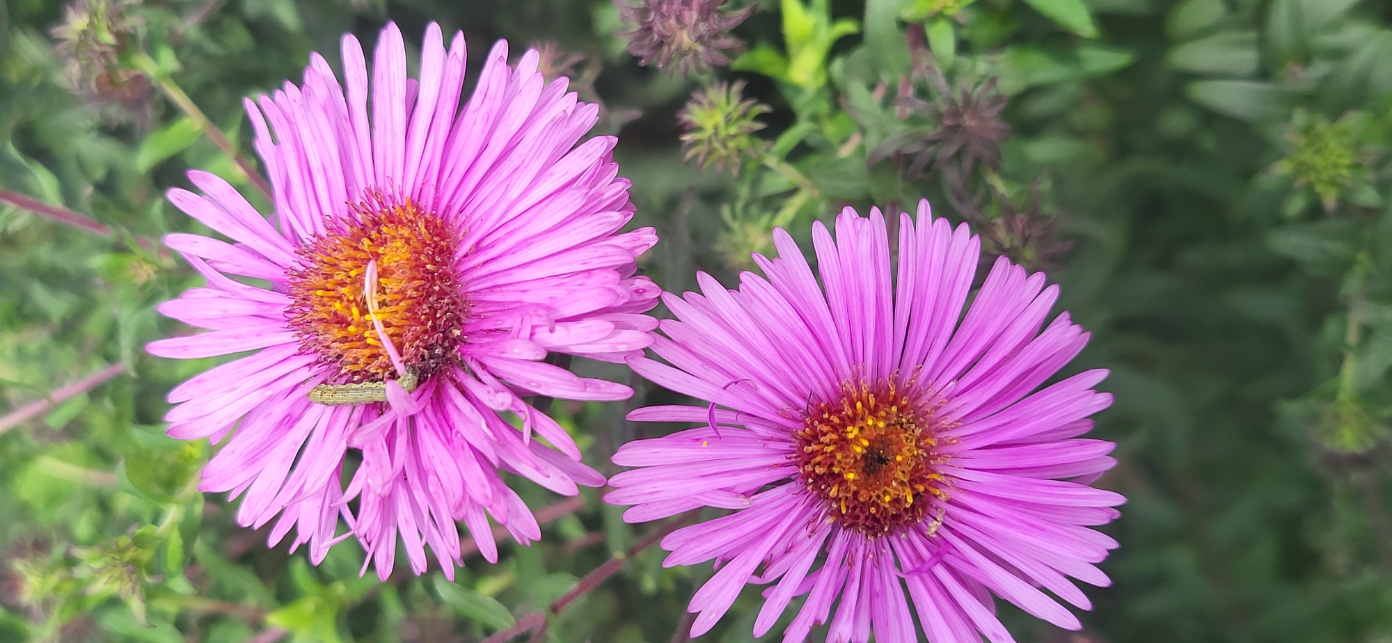 Two pink asters bloom in a garden. A caterpillar crawls on the upper aster's petals. The background is blurred green foliage and unopened flower buds. The image is a close-up, vertical shot.