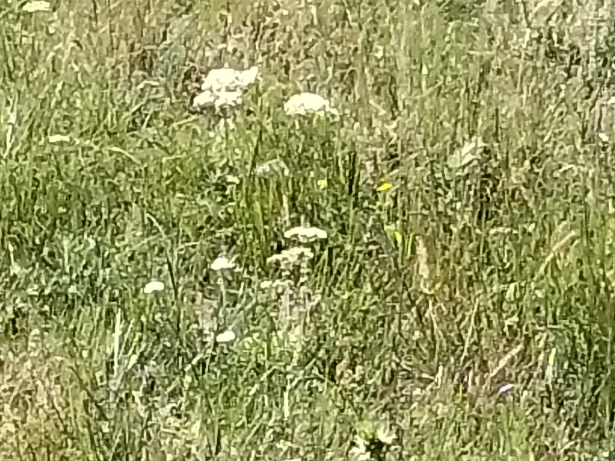 The image is a close-up, slightly blurry photograph of a grassy field with several small white flowers. The flowers appear to be scattered throughout the grass, with some clusters and individual blooms. The grass is a mix of green and dried brown blades, suggesting a natural, uncultivated area. The lighting is bright, indicating it was likely taken on a sunny day. There are no people or animals visible in the image. The scene depicts a natural outdoor environment. This specific image does not provide any information to determine its location in the city of Bulaev, Kazakhstan.