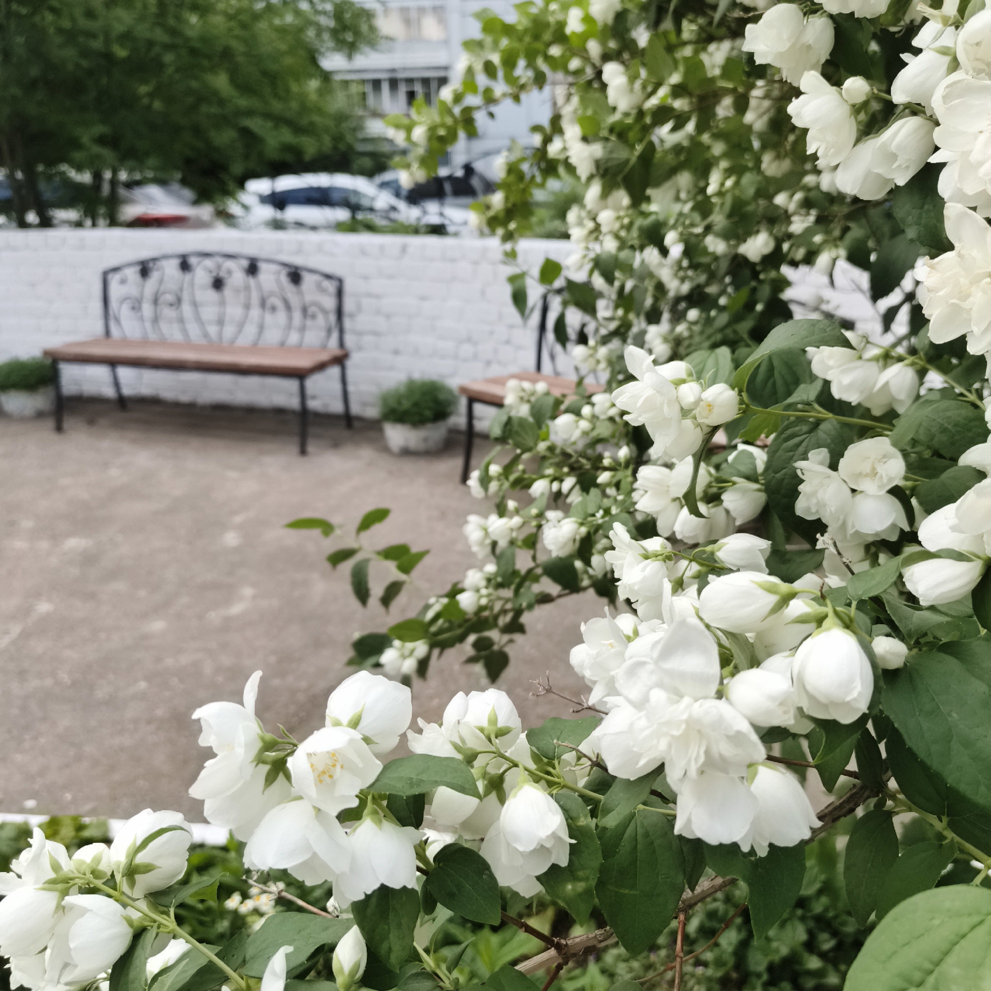 In the foreground of the image, a blooming jasmine bush with white flowers and green leaves dominates the scene. The bush is lush and full, with many delicate petals and buds. In the background, there is a paved area with a light brown, gravel-like surface. Two dark metal benches with wooden slats are visible, positioned against a white brick wall. One bench is closer to the camera, and the other is further away. Small green plants in pots are placed near the benches. Beyond the wall, trees with green foliage are visible, and further in the distance, there are buildings and parked cars. The overall impression is of a peaceful outdoor space, possibly a courtyard or a public garden in Chaikovsky, Russia, on an overcast day. There are no people or animals present in the image.