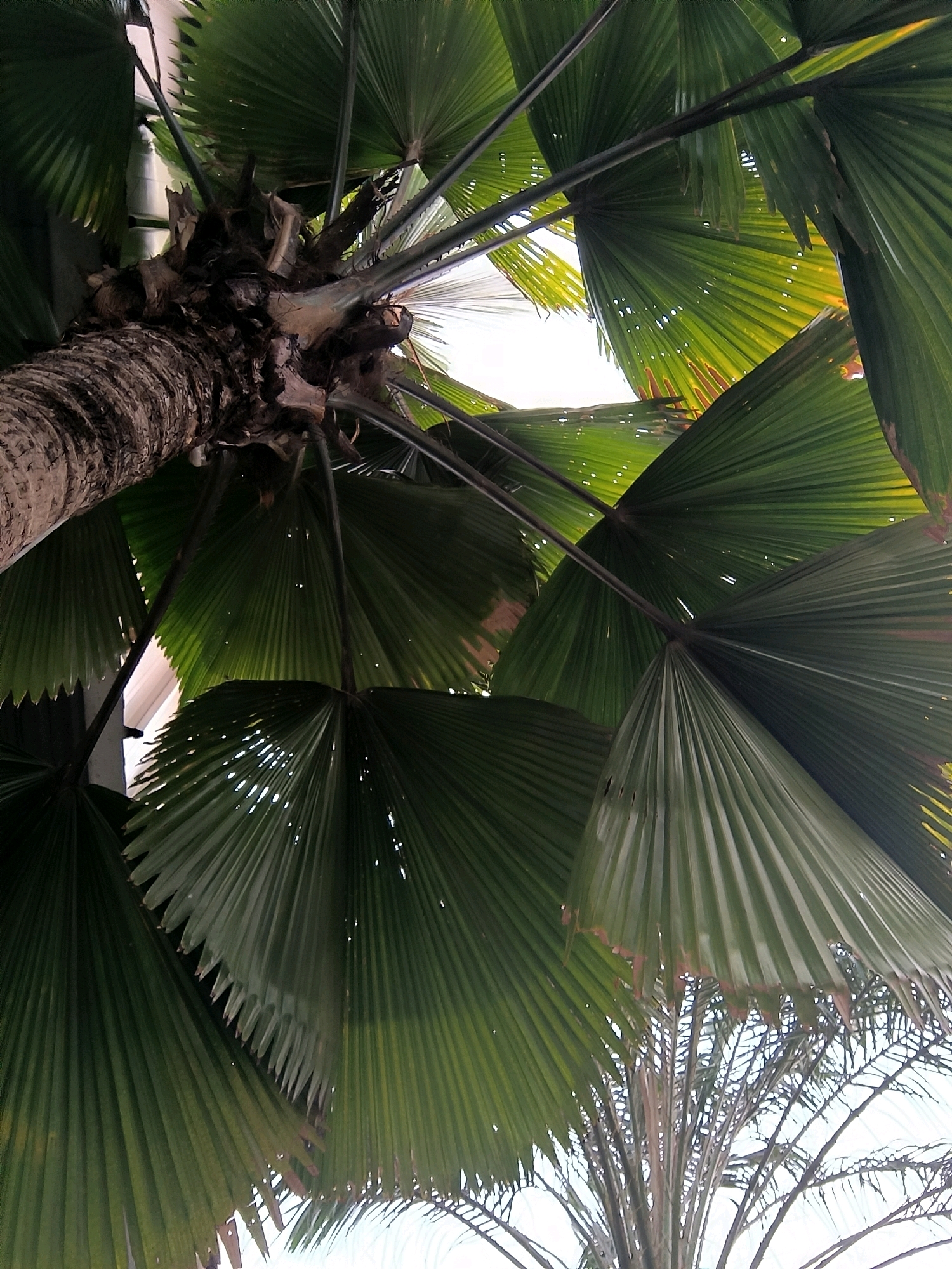 A low-angle, full shot captures a section of a large palm tree from below, with its fan-like leaves dominating the frame. The trunk, rough and textured, is visible on the left side, spiraling upwards. The leaves are a deep green, some appearing translucent with small holes, allowing sunlight to filter through. They fan out dramatically, creating a canopy effect. In the background, the lighter sky is visible, partially obscured by the leaves and finer palm fronds further up. The scene suggests a tropical or subtropical environment, likely an outdoor public space in Bandung City, Indonesia, such as a park or botanical garden, given the presence of lush vegetation and potentially public architecture in the distant background.