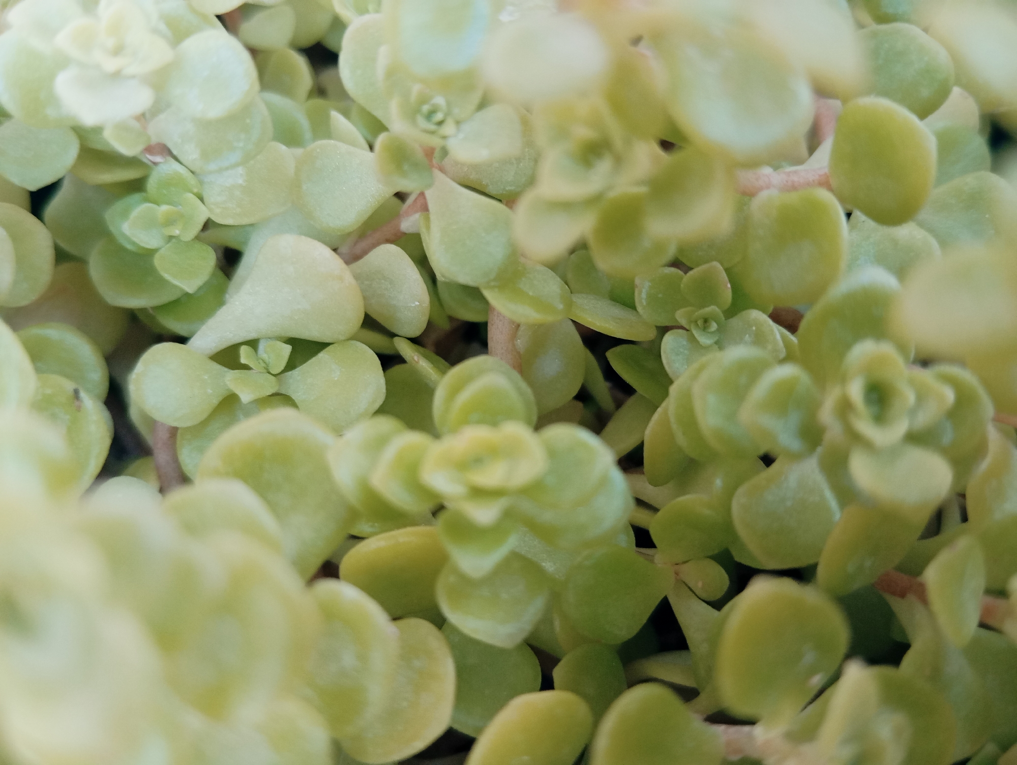A close-up, overhead shot captures a dense cluster of light green succulent leaves. The leaves are small, rounded, and fleshy, arranged in rosettes and overlapping patterns. The shallow depth of field blurs some of the leaves in the foreground and background, creating a soft, organic feel. The overall impression is one of lush, natural growth. The image does not contain any identifiable landmarks or elements that would suggest a specific location in a city.